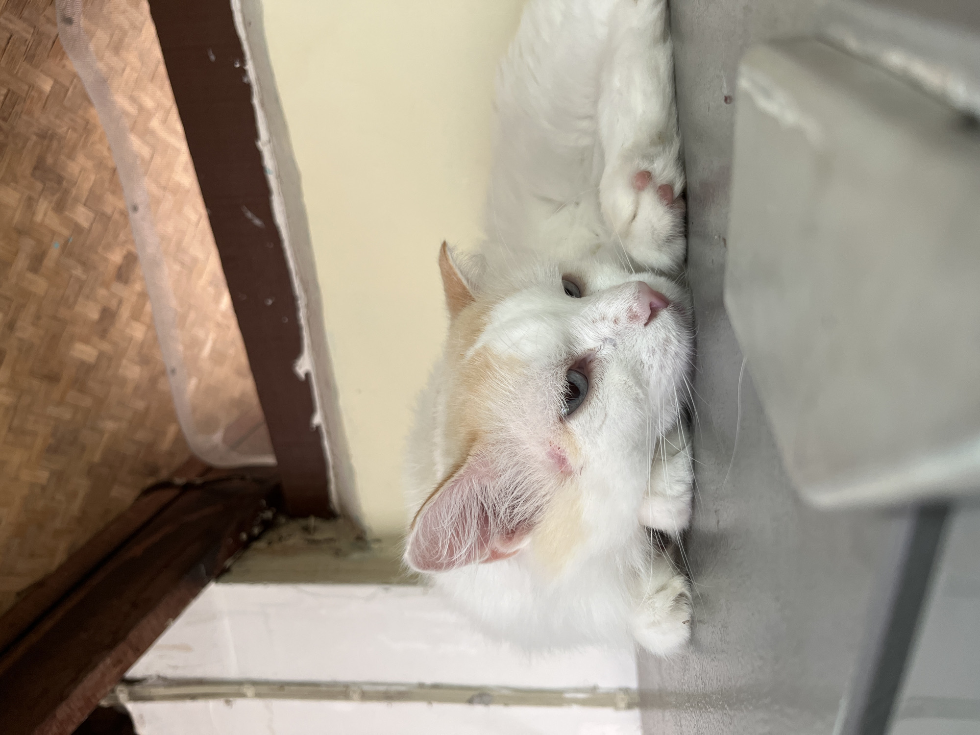 Cats, greenery, and local vibes in Pai, Thailand