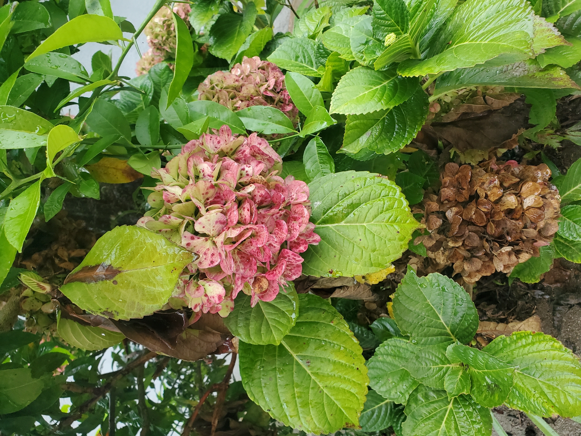 Hydrangea flowers photographed in close-up in Curitiba, Brazil