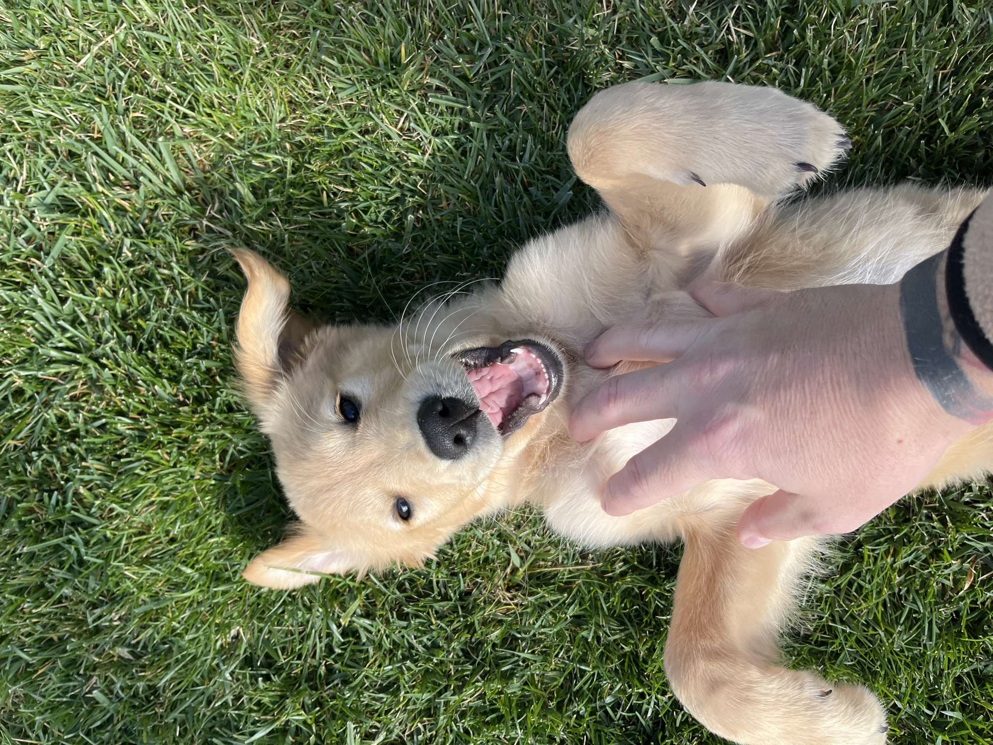 Golden retriever puppy photographed at home in Kostinbrod, Bulgaria