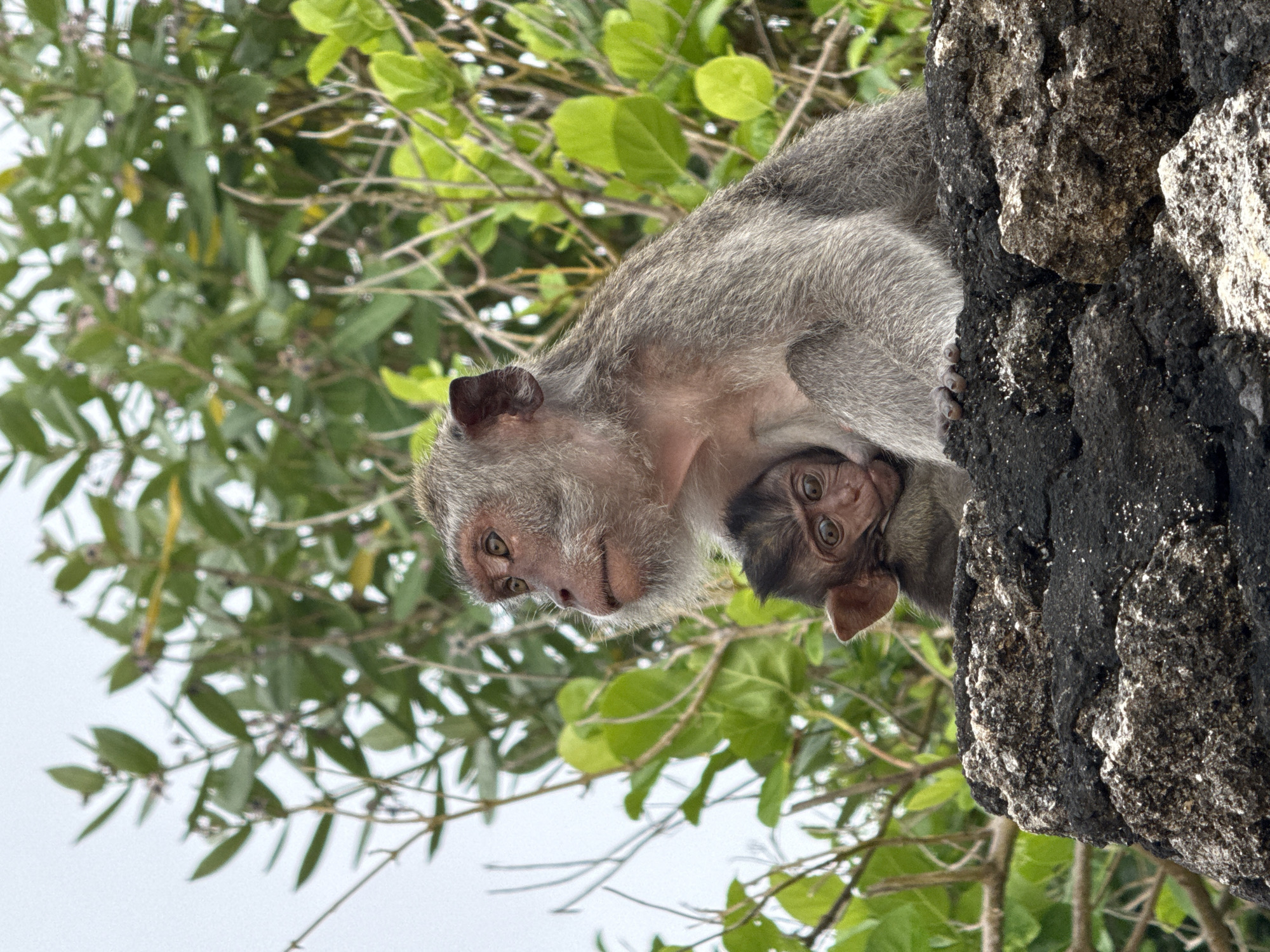 Mother macaque cradles infant in Kuta Selatan, Indonesia