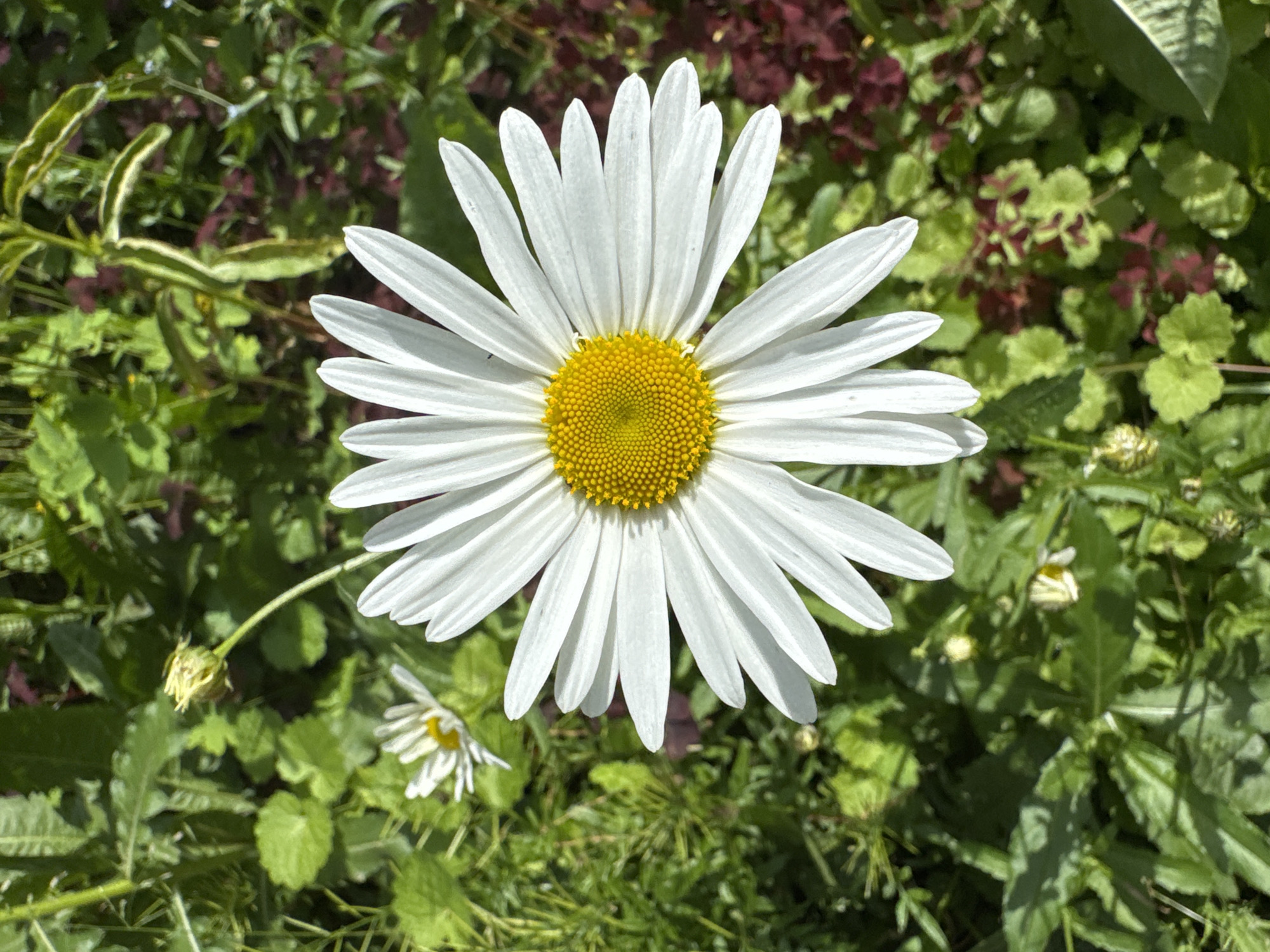 Garden daisy and a drowsy Pomeranian, Chaikovsky home