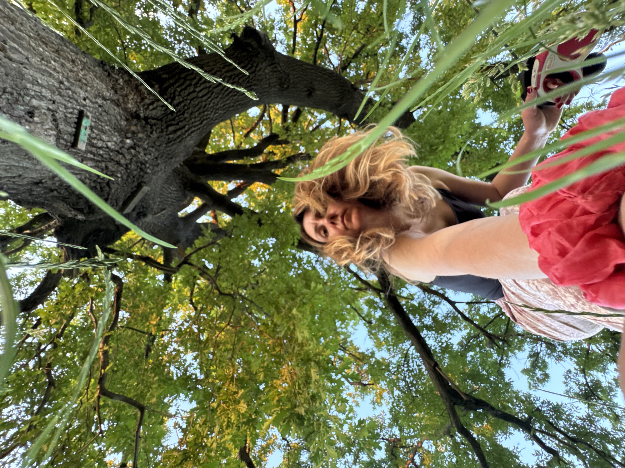 Golden hour at a landmark oak tree outside Sofia