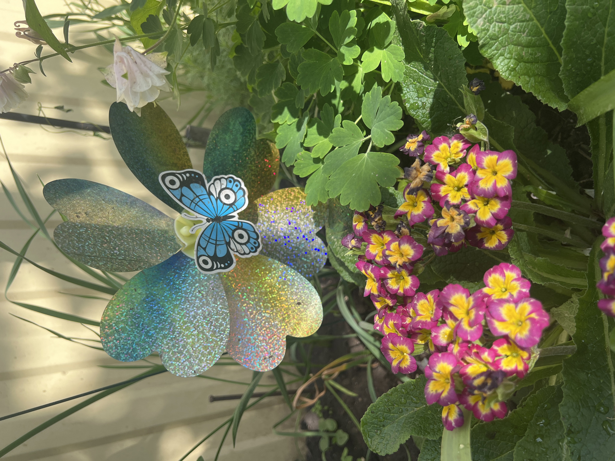 Decorative flower pinwheel spotted in Ufa garden