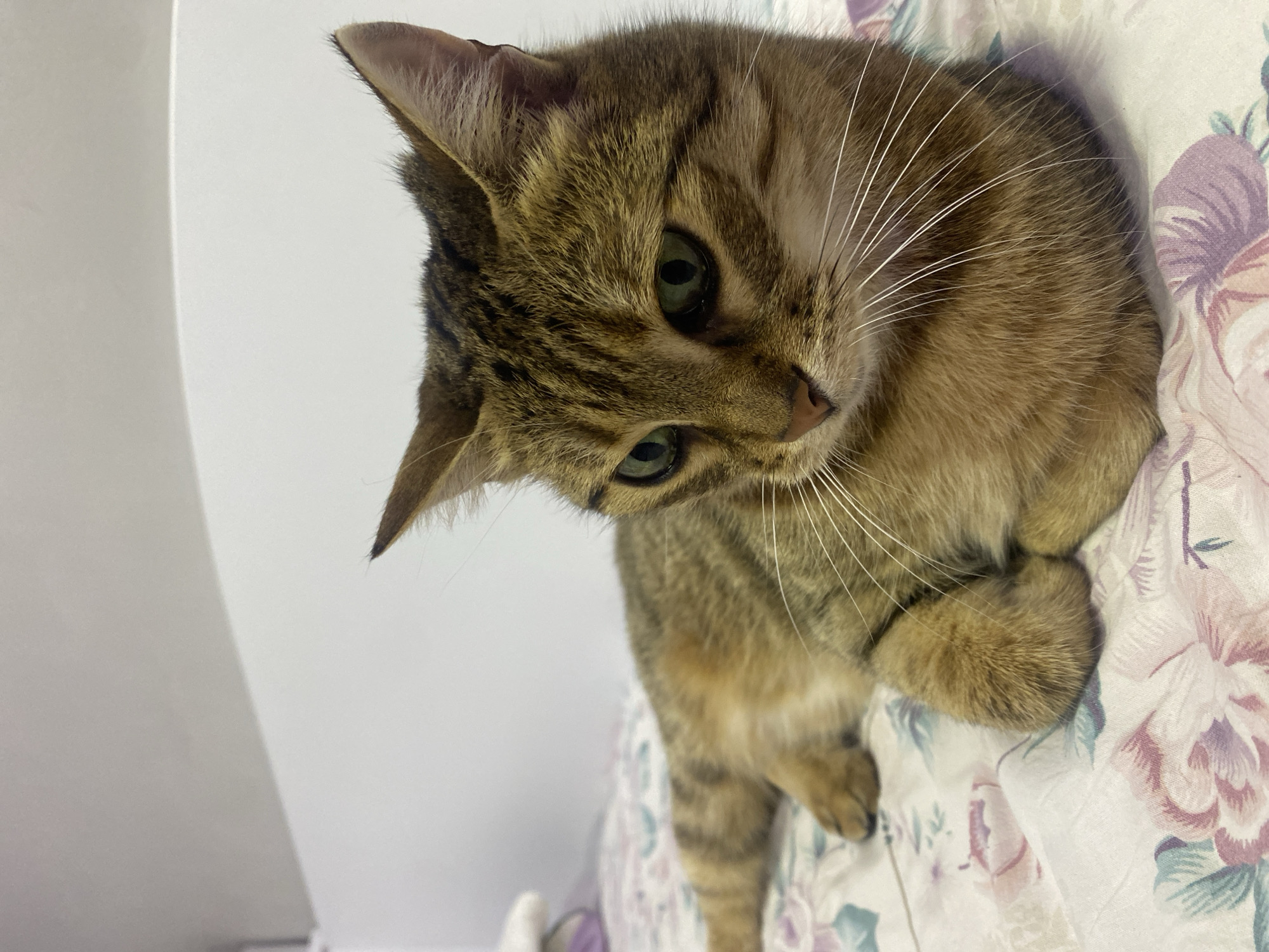 Alert tabby cat rests on floral comforter in bedroom