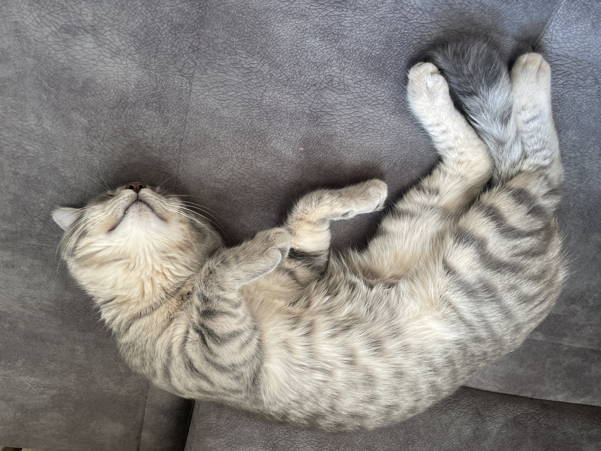 Cat naps on gray sofa in Novi Sad