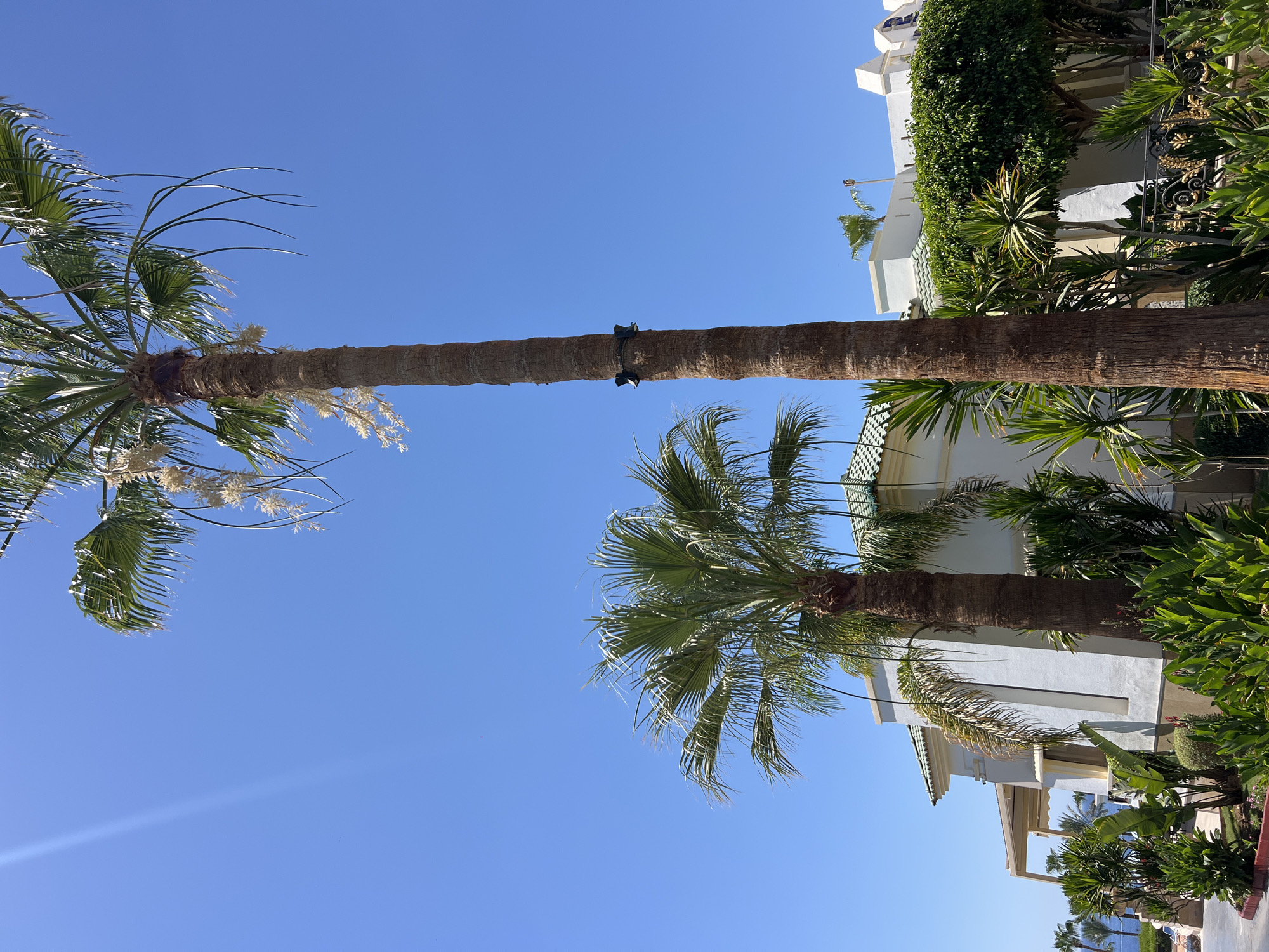 Sharm El Sheikh resort grounds and Red Sea coastline, summer morning