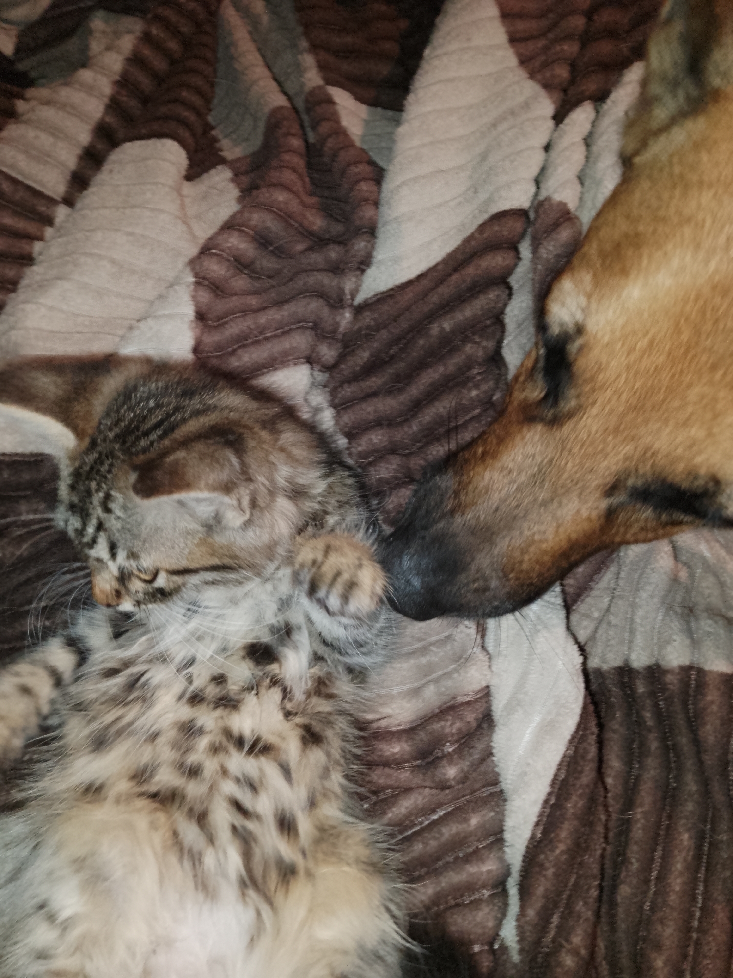 Tabby kitten and brown dog napping together on a blanket
