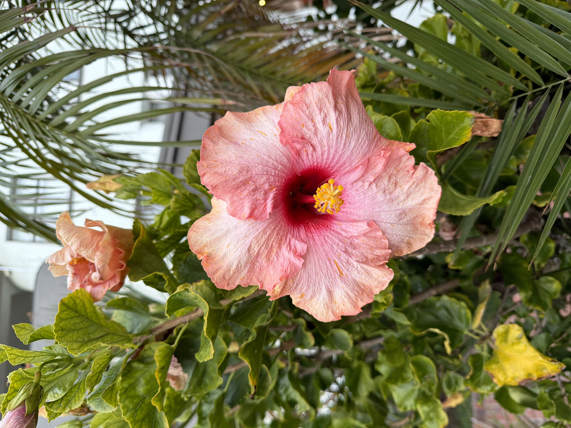 Tropical flowers bloom in Cape Town garden