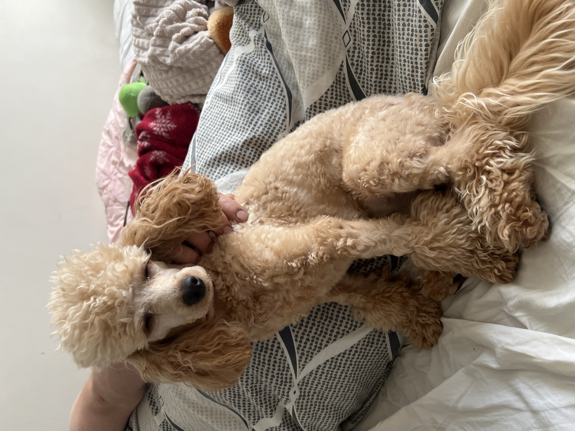 Poodle and chihuahua share a lazy morning on the bed