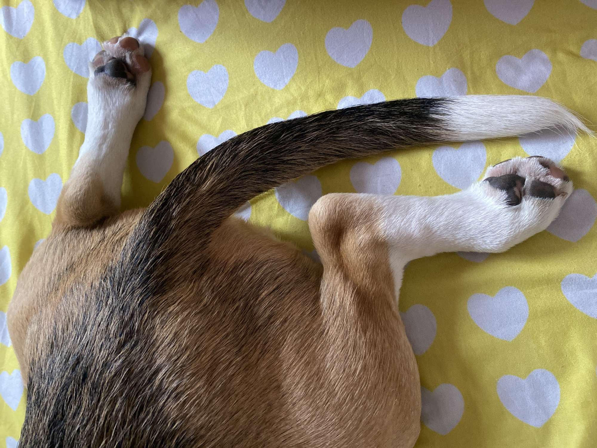 Dog lounges on a yellow heart-print blanket in Perm