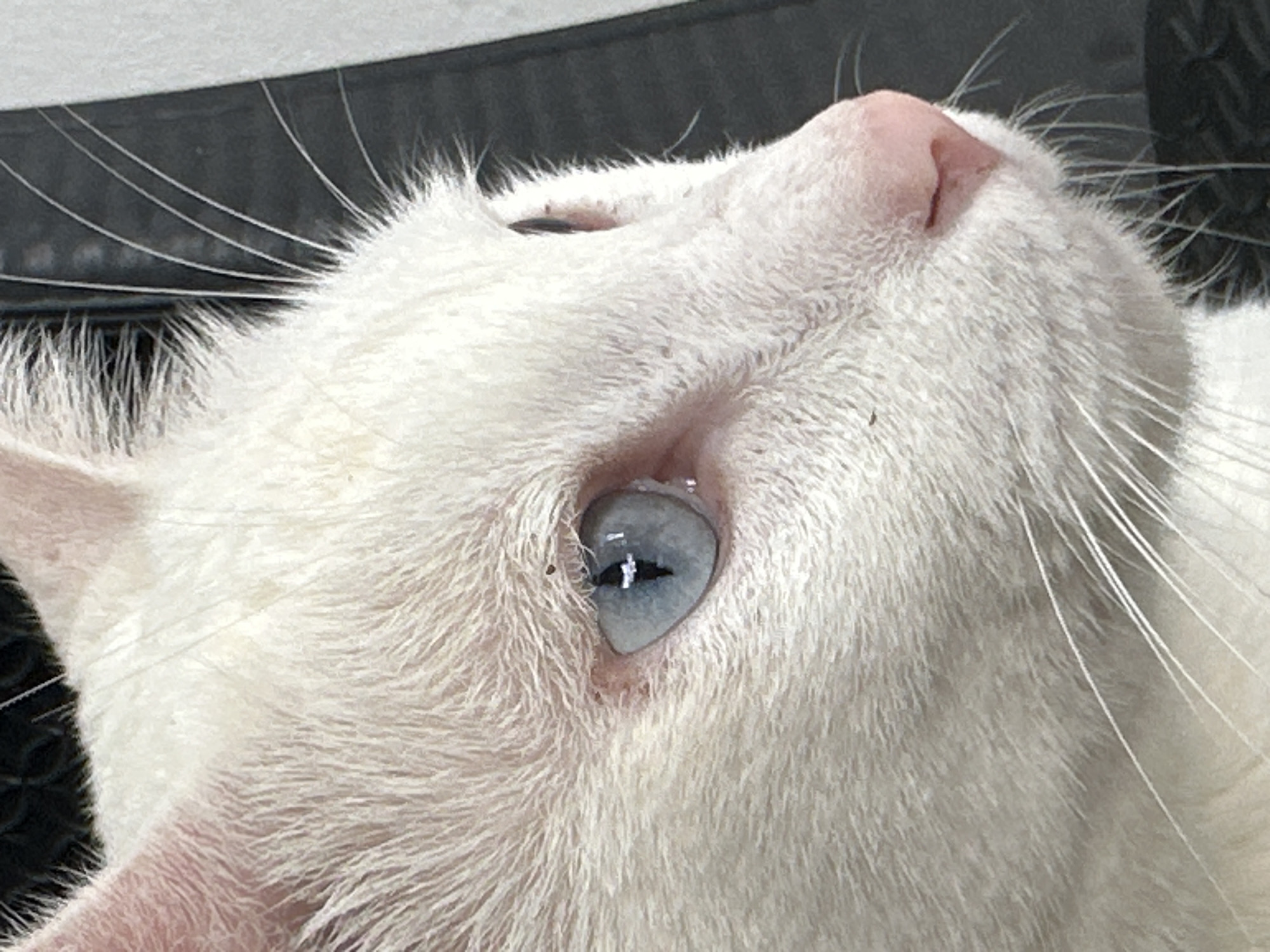 Woman documents heterochromatic white cat in Sukawati, Indonesia