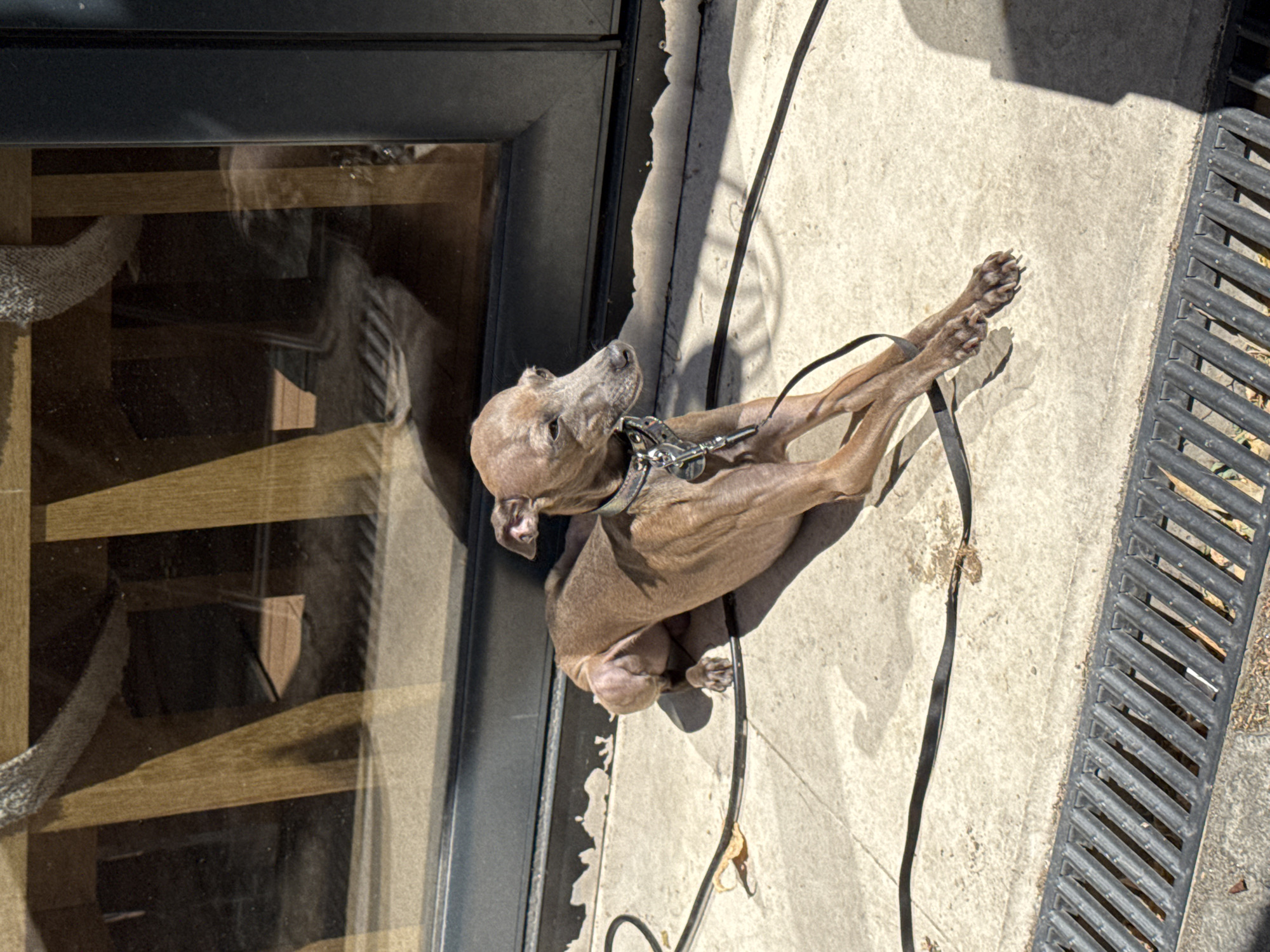 Italian Greyhound lounging on a Belgrade patio