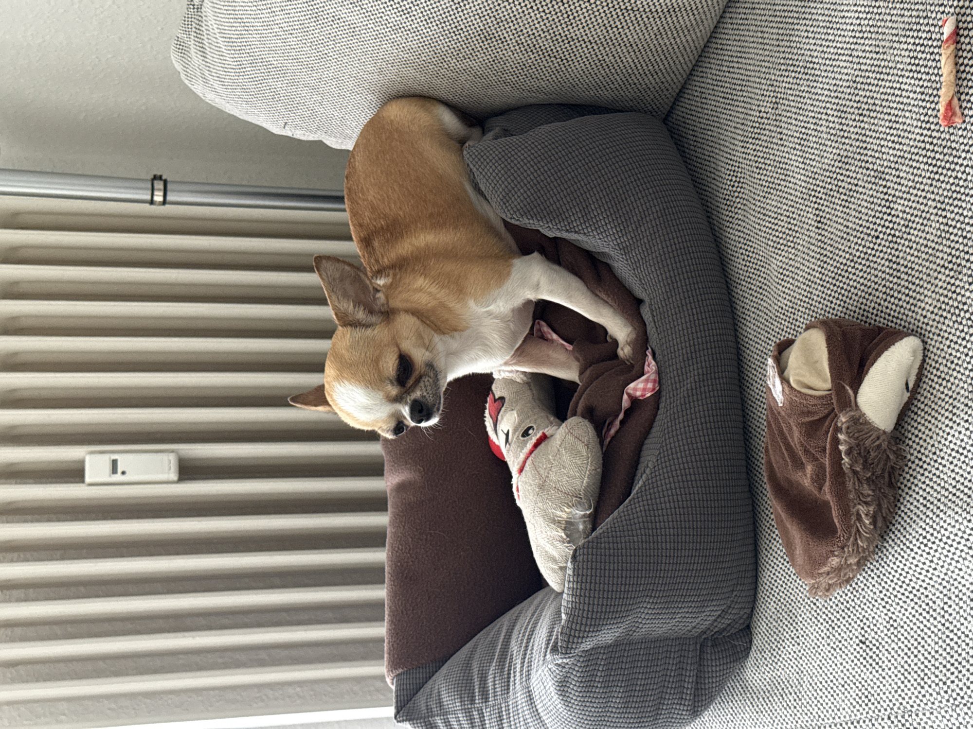 Small dog sleeps peacefully in Berlin home
