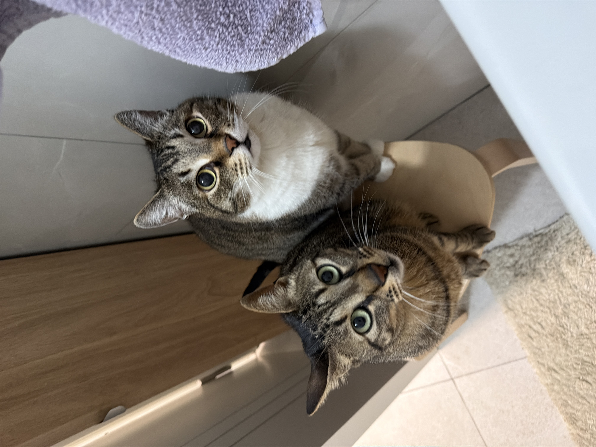 Two Cats Spotted on Bathroom Stand in Bat Yam