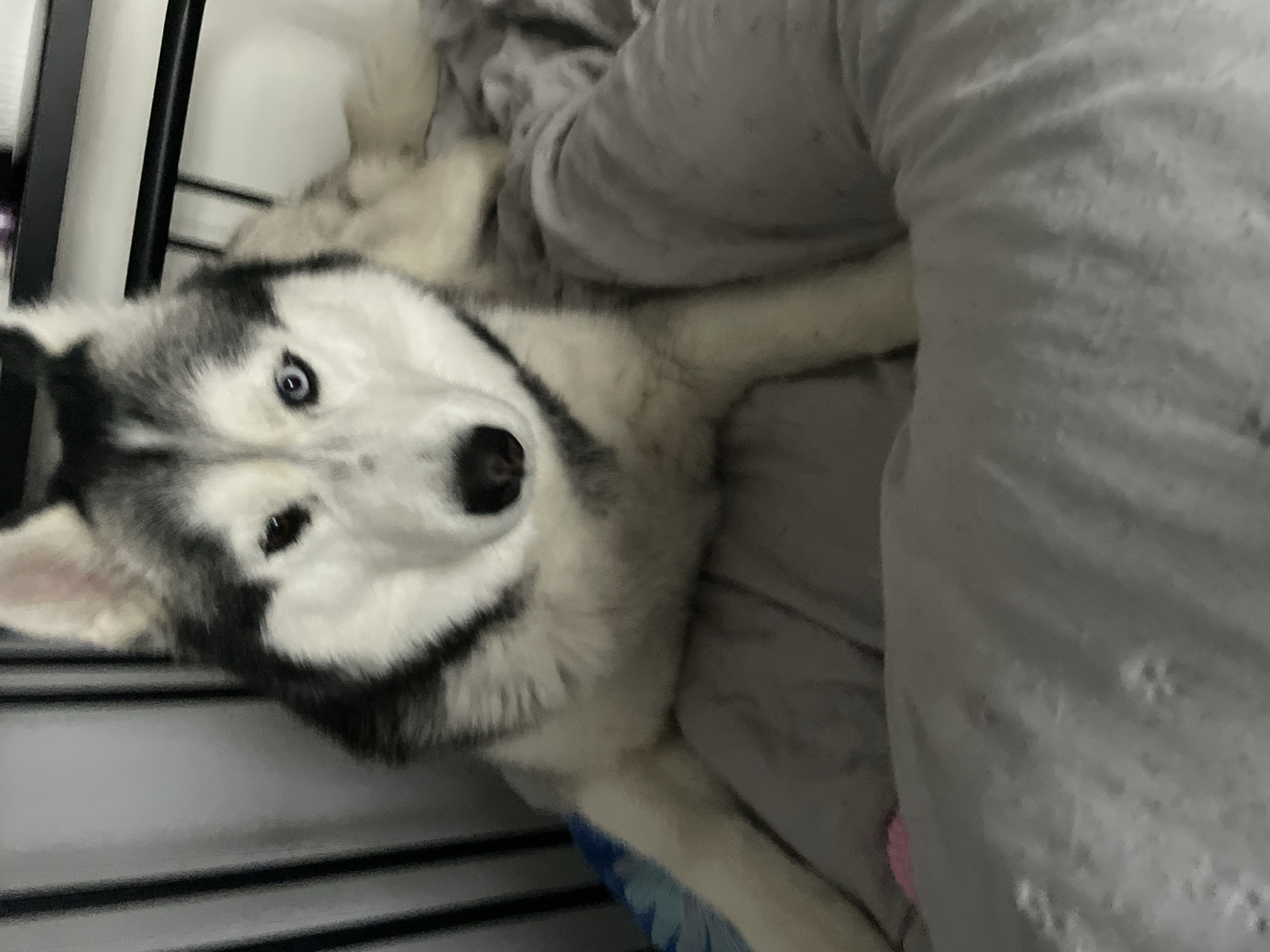 Heterochromatic Husky relaxes and plays with a purple toy