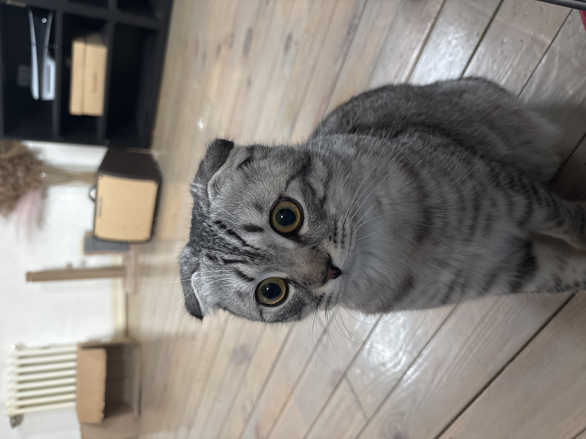 Scottish Fold cat photographed on wooden floor in Perm