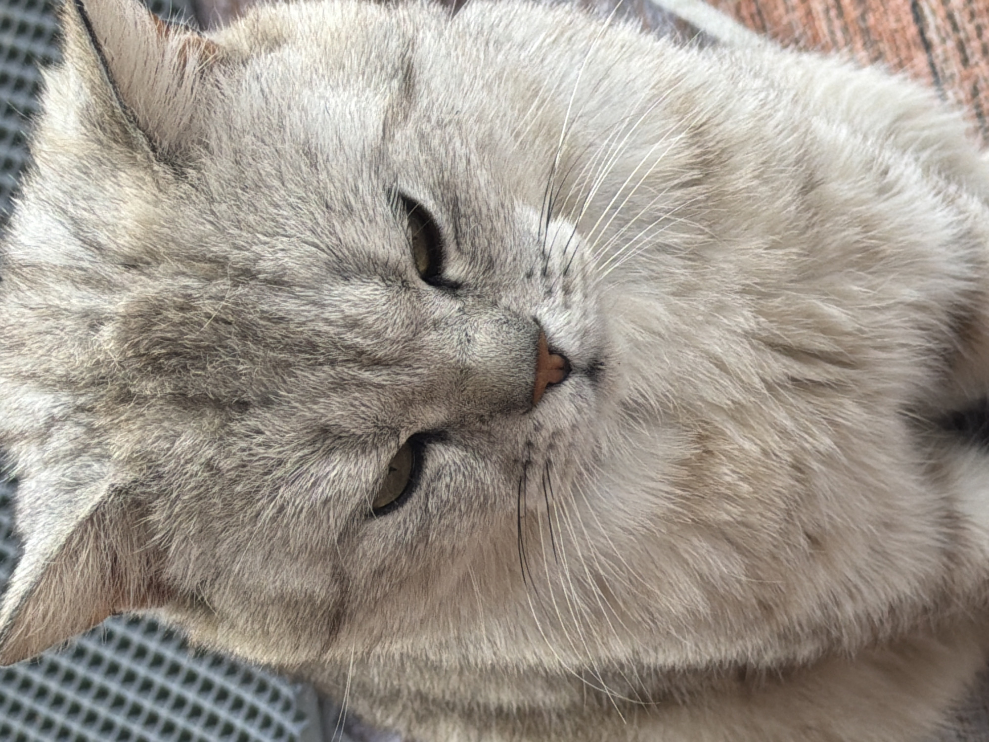 Pets, flowers, and selfies from a home in Sergeyevka