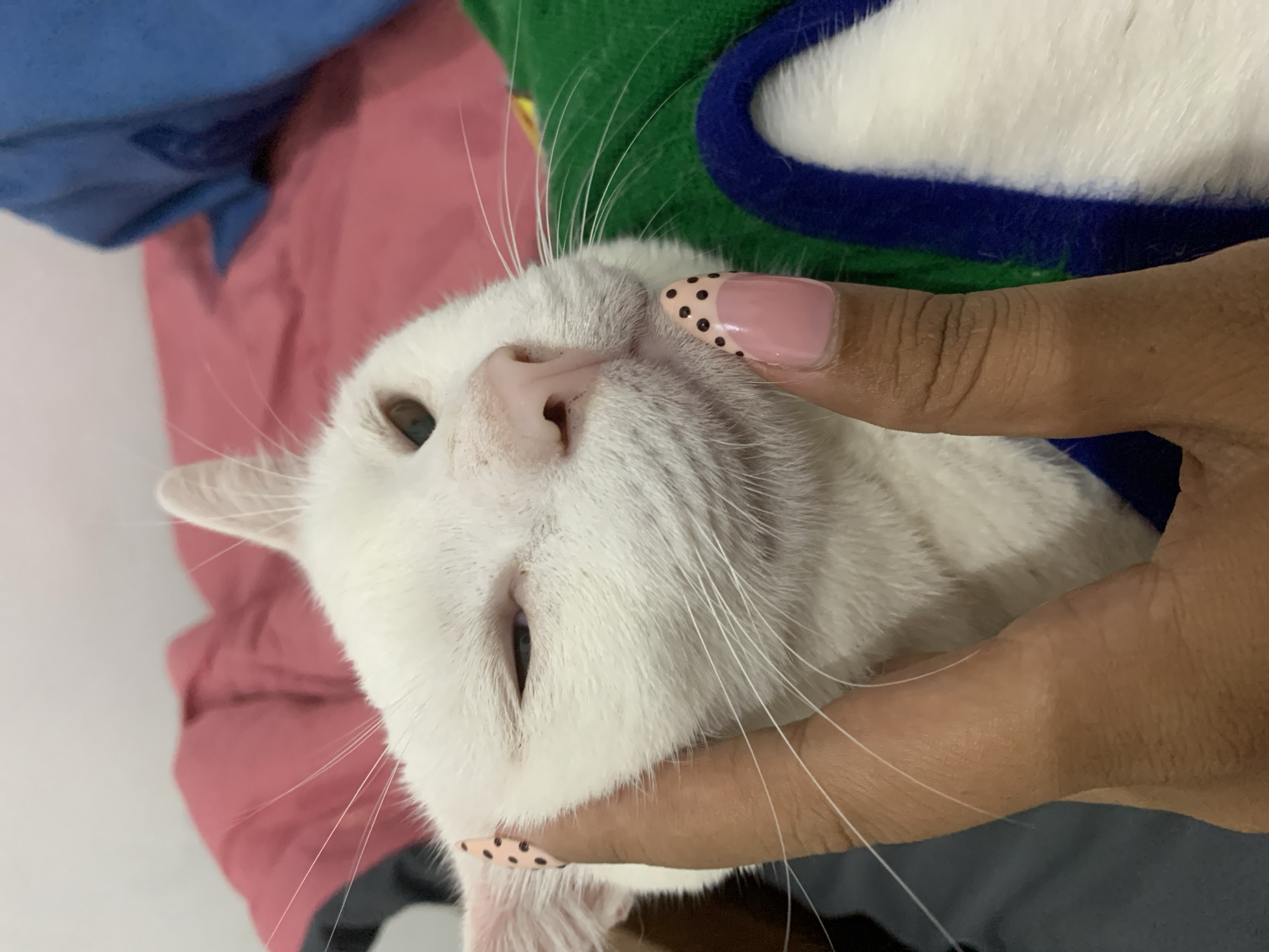 Lazy afternoon with a white cat in a green sweater