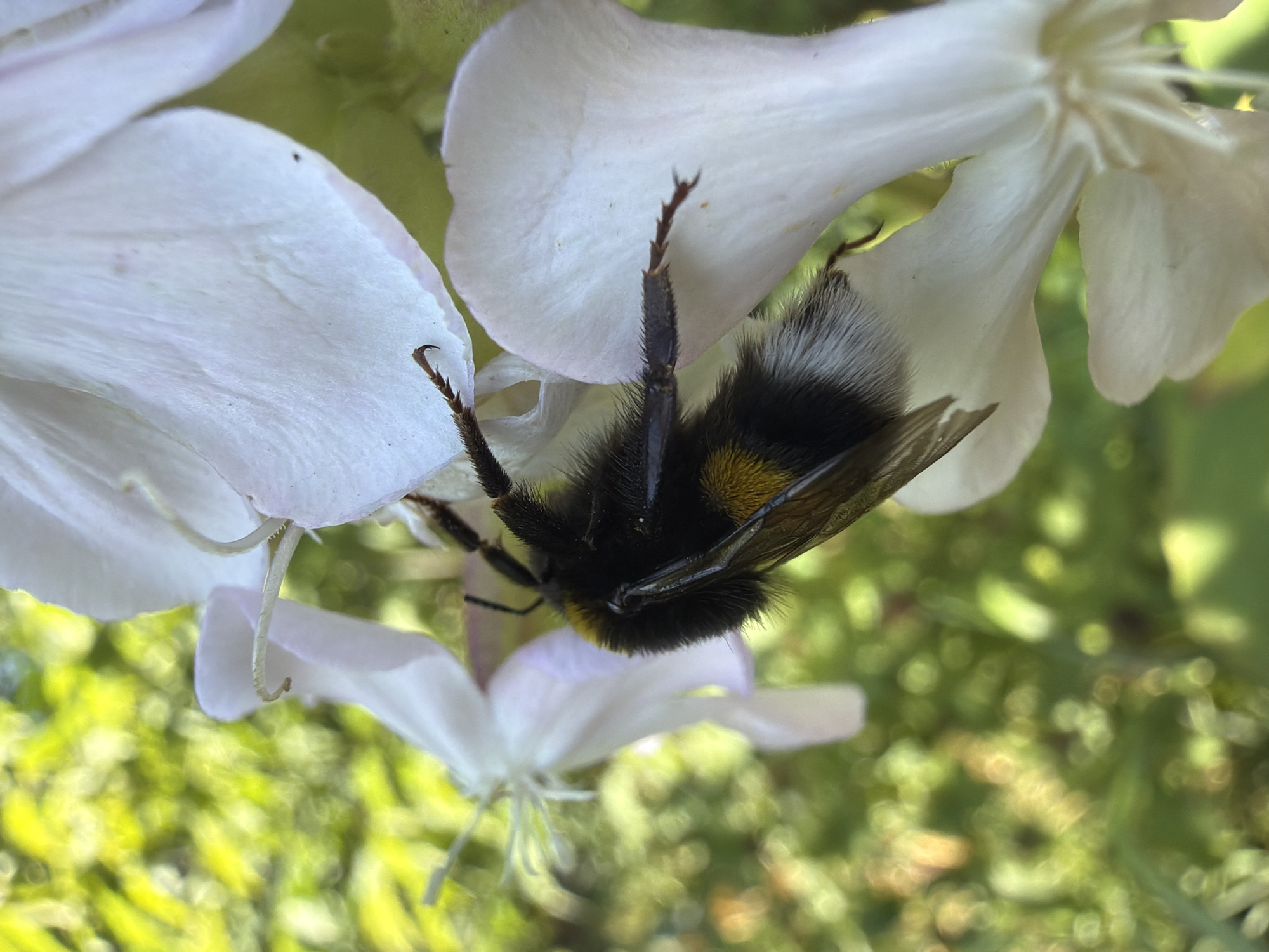Bumblebee up close on flowers in Kramatorsk