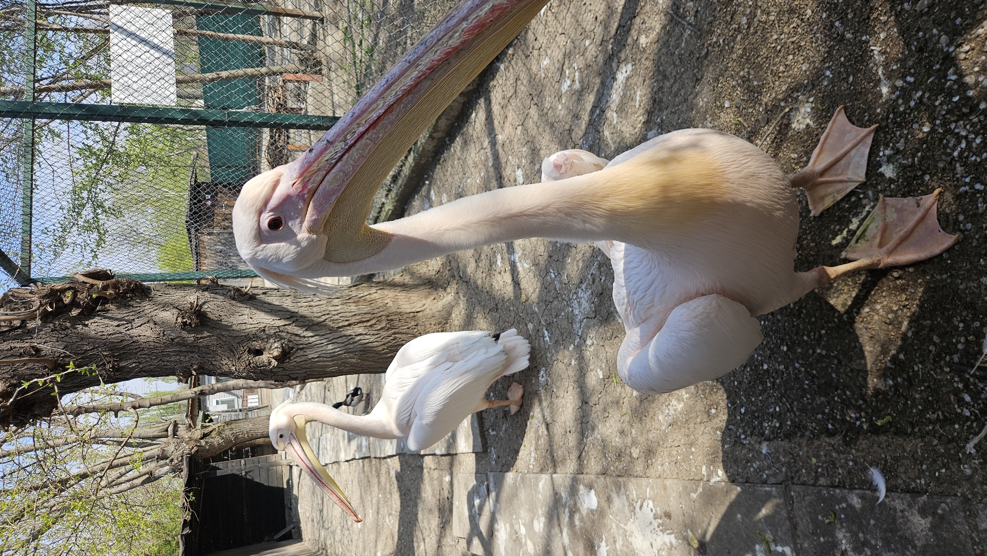 Pelicans observed at Stara Zagora Zoo enclosure