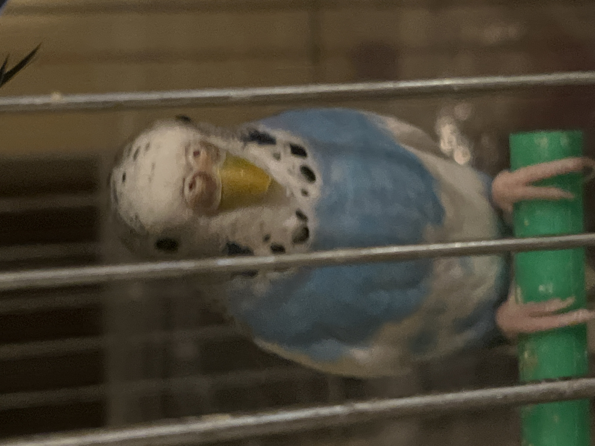 Pet budgerigars play in cage, Shumen Bulgaria