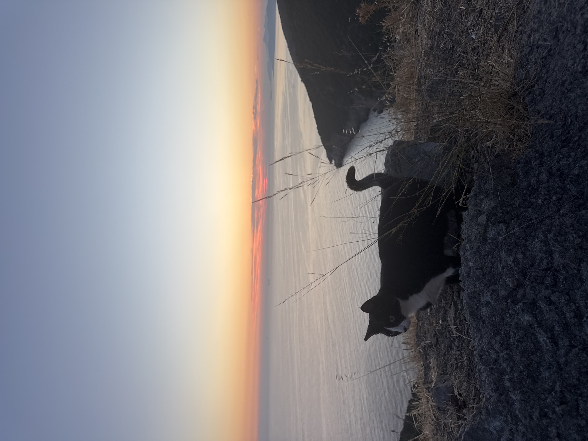 Cat on the cliffs at golden hour, Zagora, Montenegro