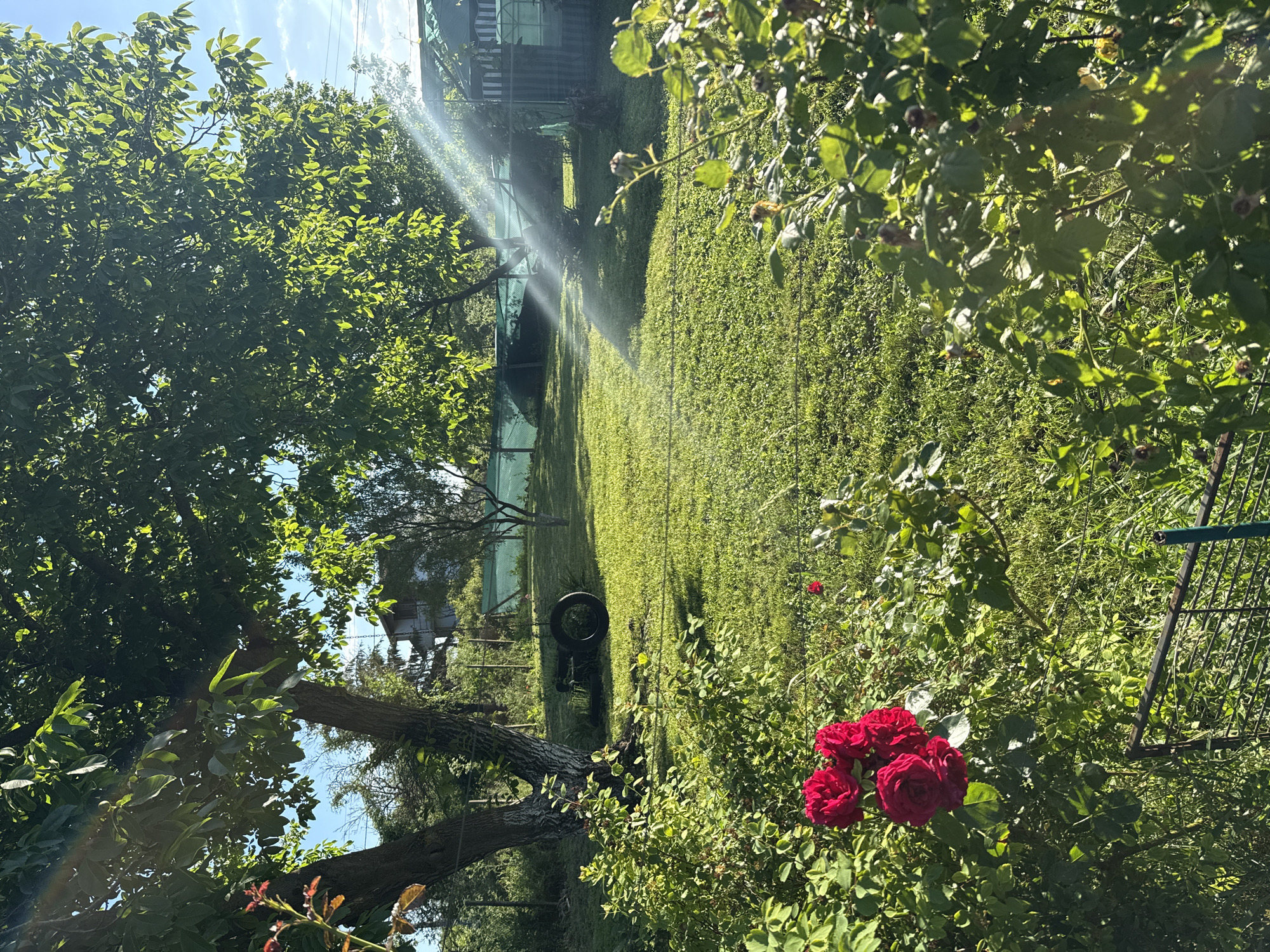 Summer afternoon in a Bulgarian garden — cherries, roses, and a dog