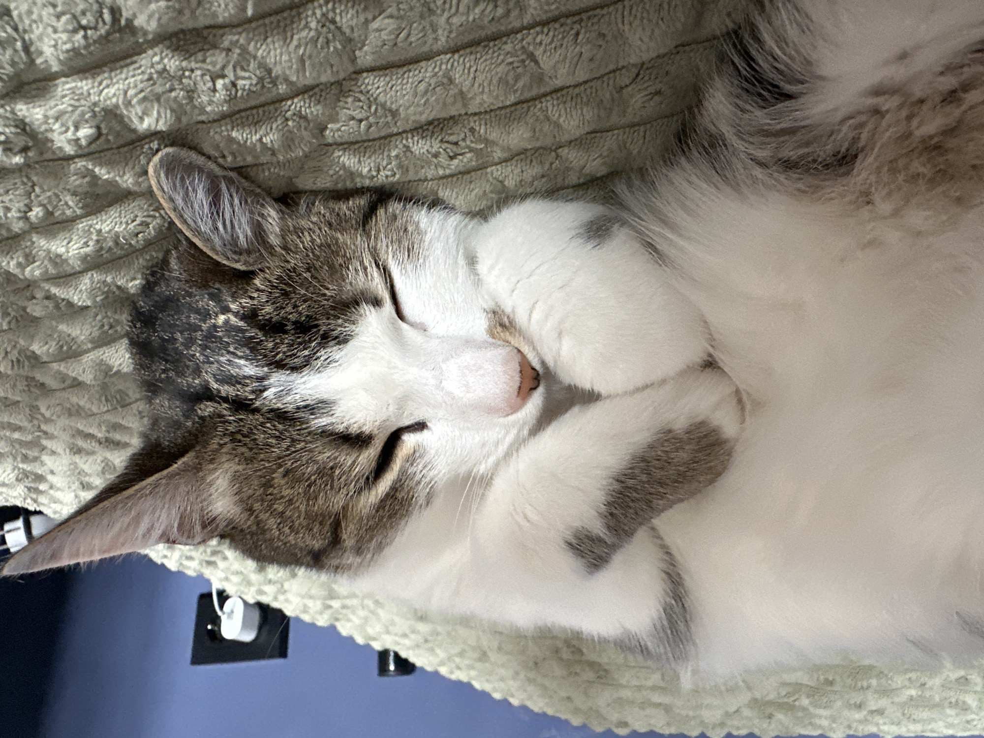 Tabby cat naps peacefully in Krasnoyarsk morning