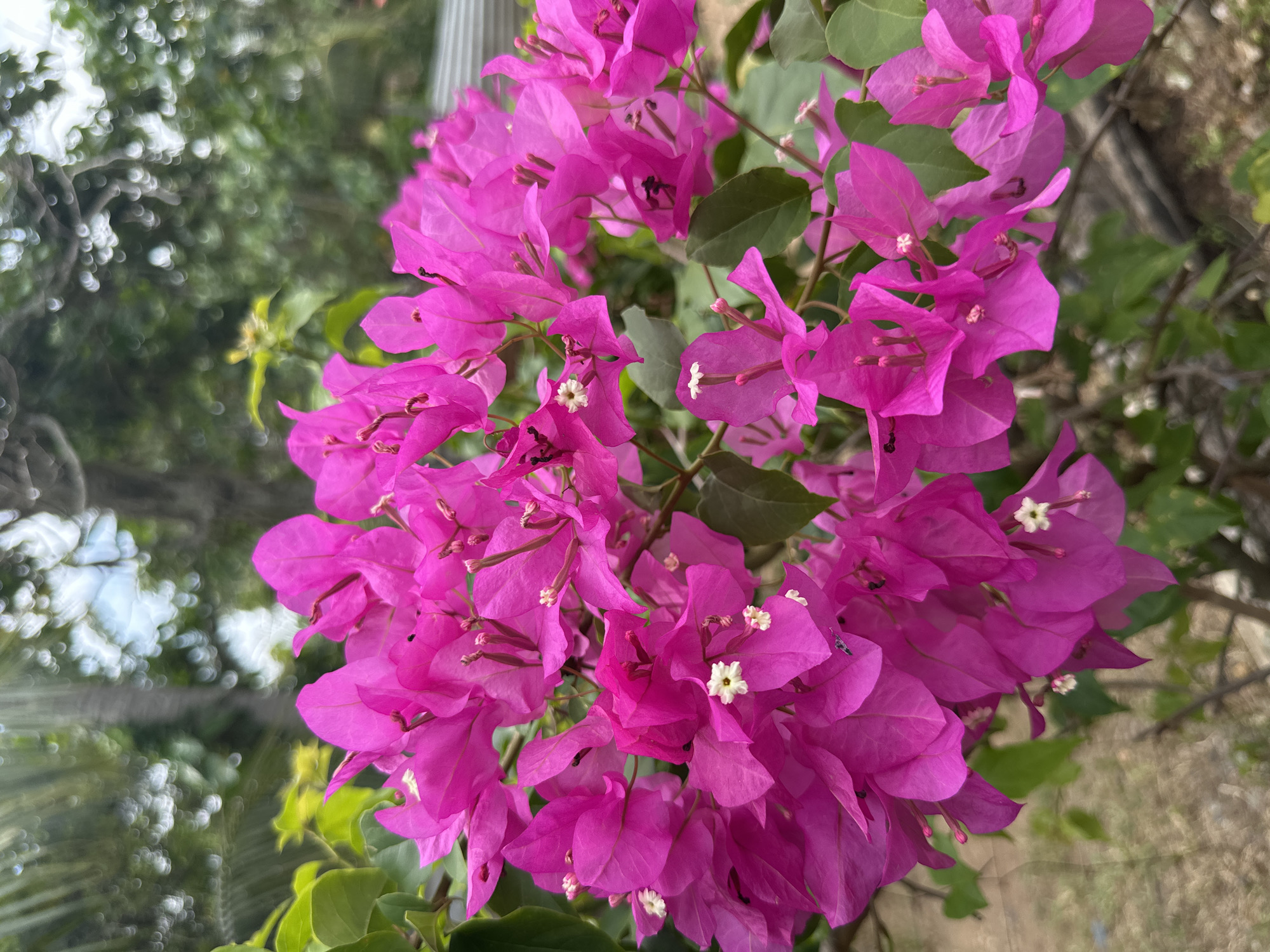 Morning scenes from Samal: beauty salon, pets, flowers