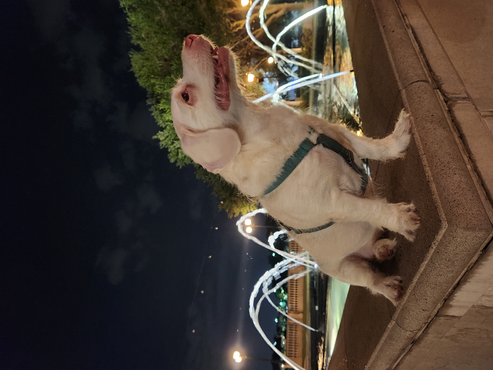 Late-night dog outing at Altamonte Springs' Crane Park