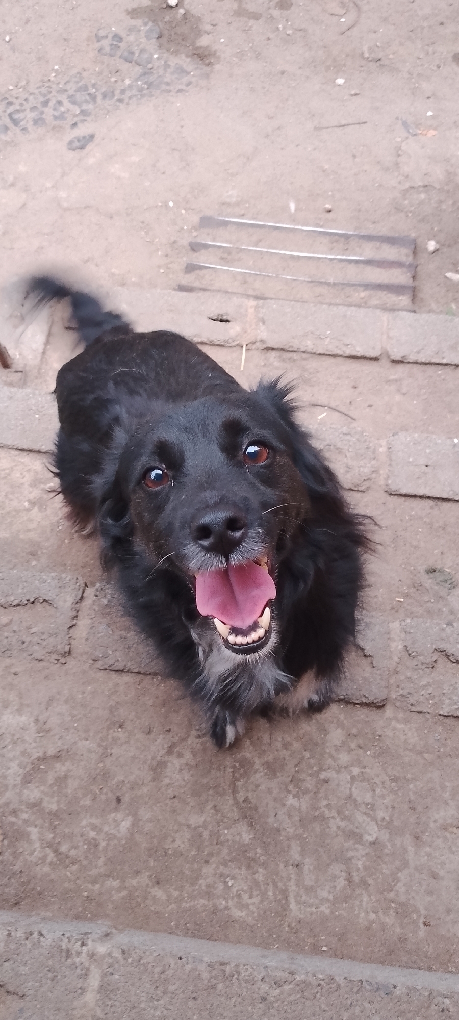Dogs at a Belgorod shelter, July 2026