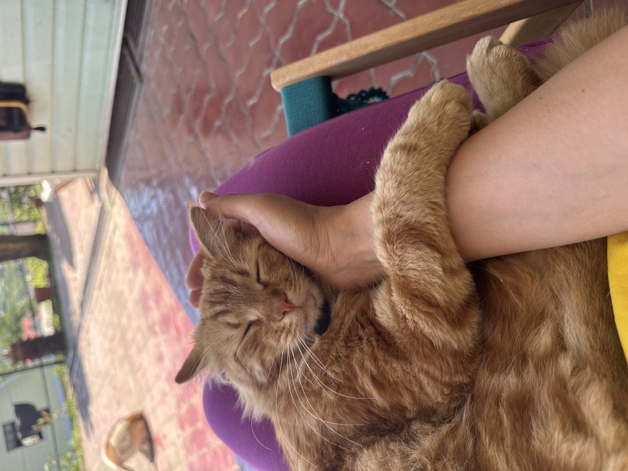 Orange tabby deep in a summer nap in Vesyoloye