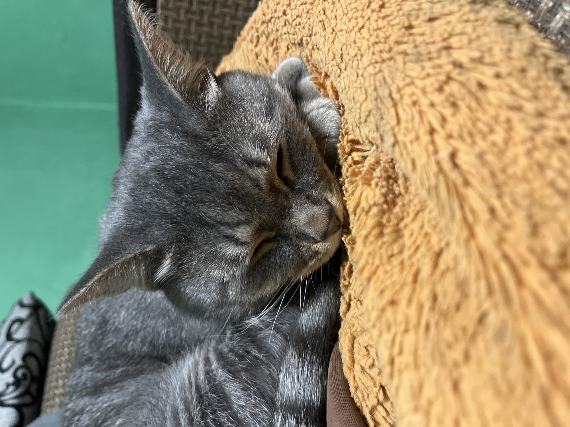 Pets Rest Together in Nizhny Tagil Homes