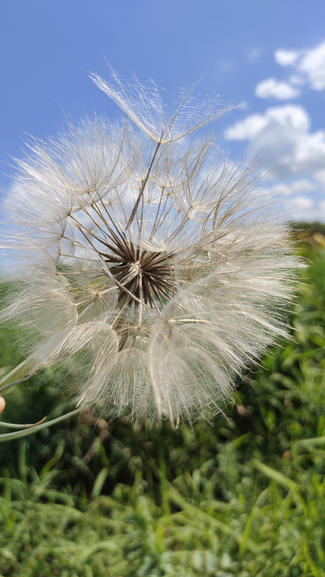 Summer walk through Taldykorgan's rural outskirts, wildflowers and back roads