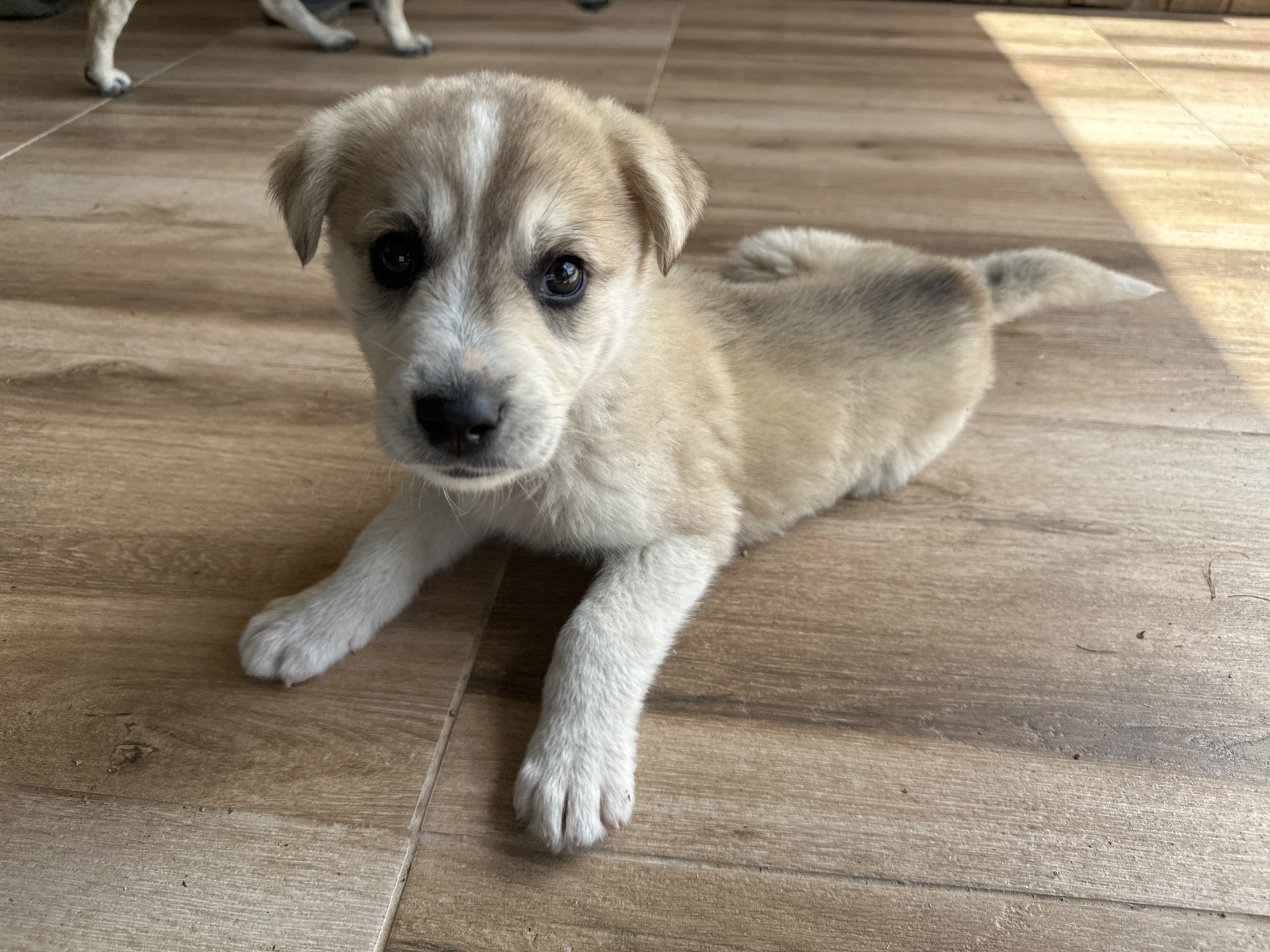 Puppy spotted in multiple locations around Bulgarian village