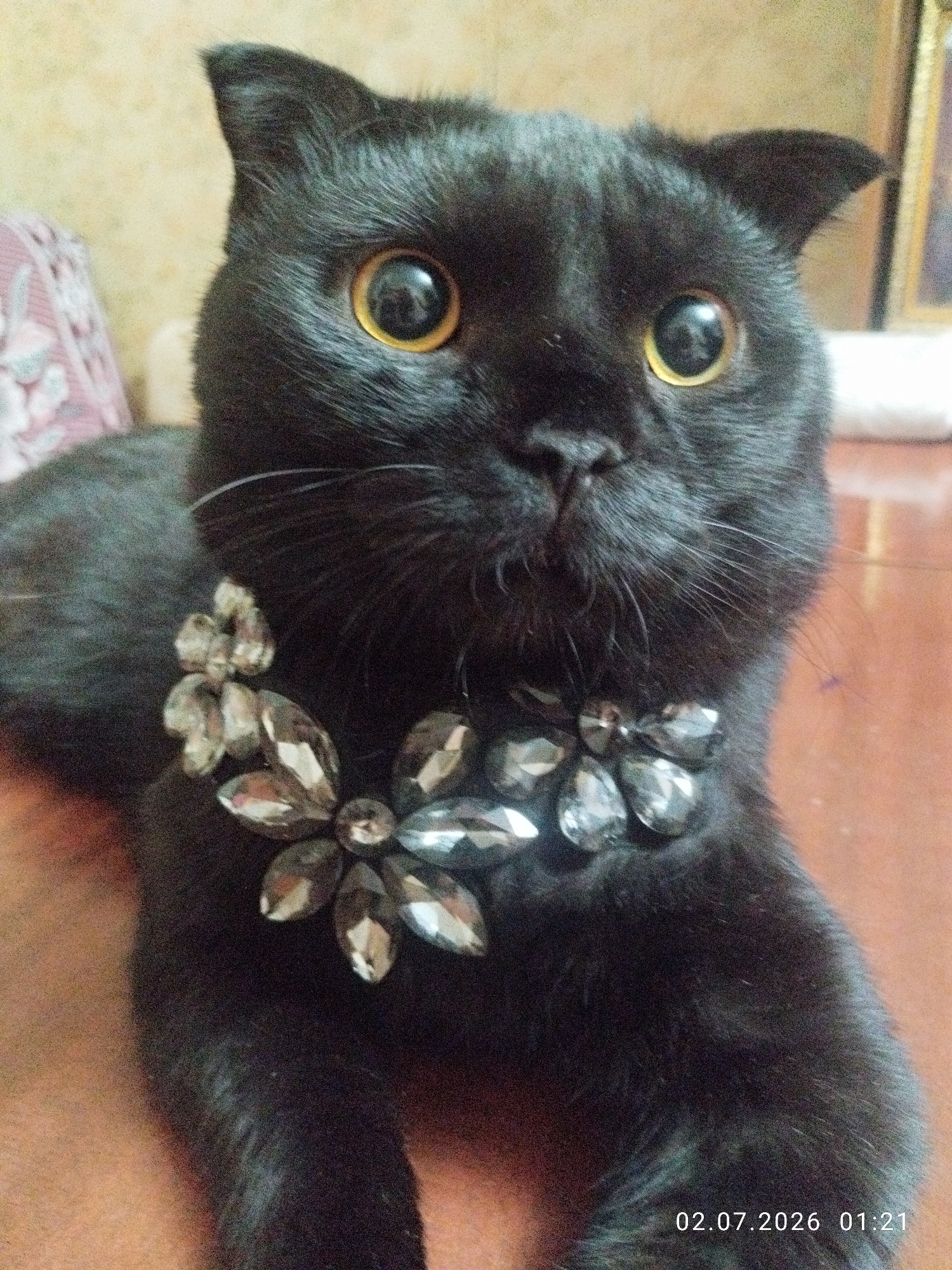 Black cat with jeweled collar, up close in Bukhara