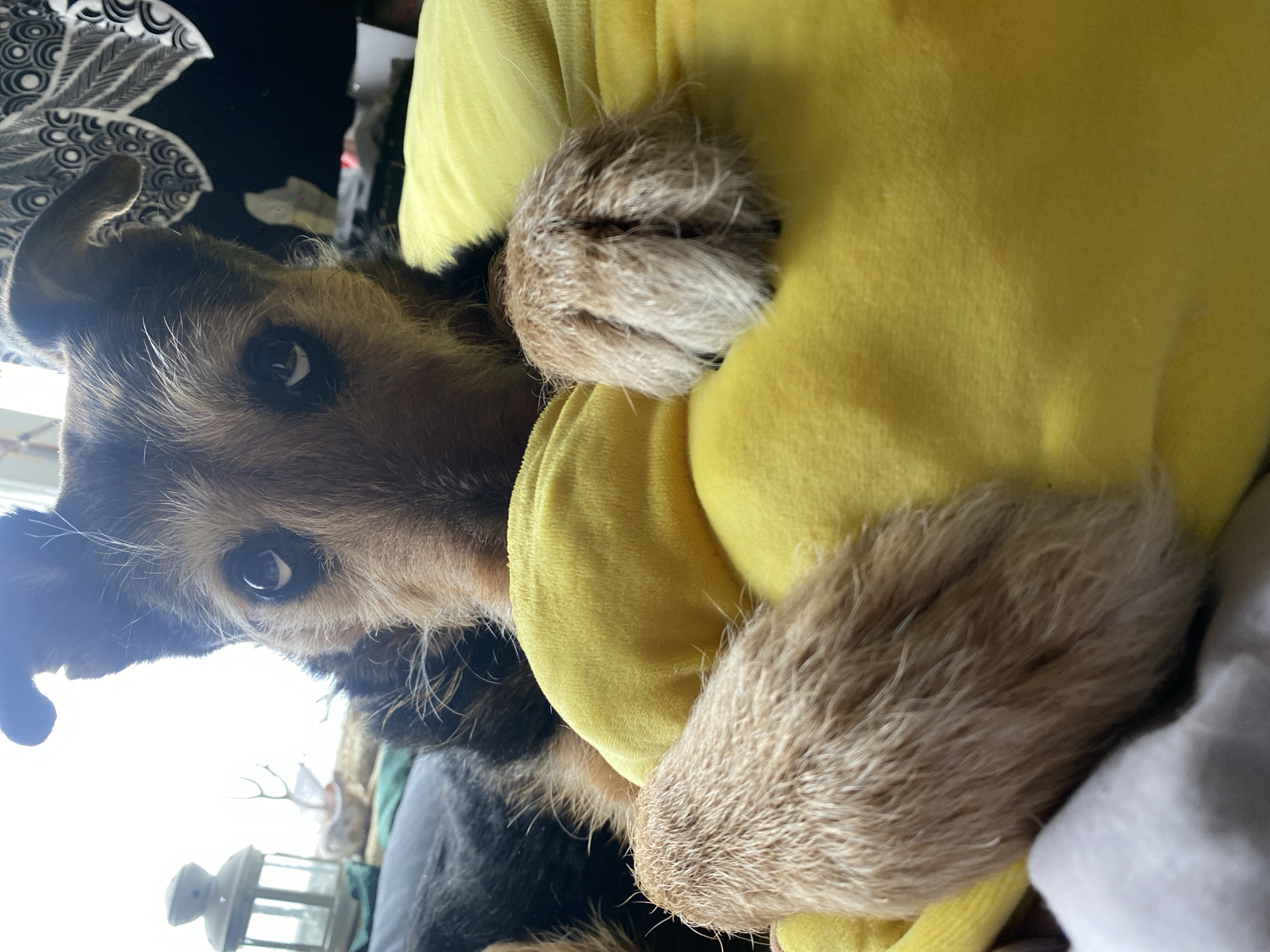 Dog rests on yellow cushion in Moscow
