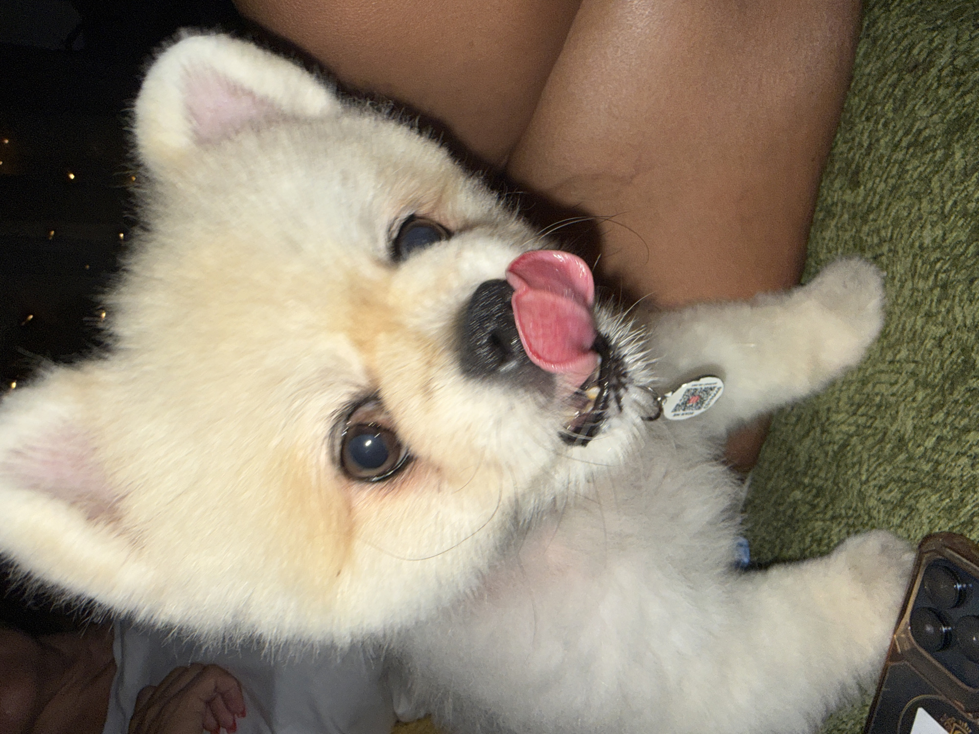 Pomeranian and poodle duo chilling at home in Thep Krasatti