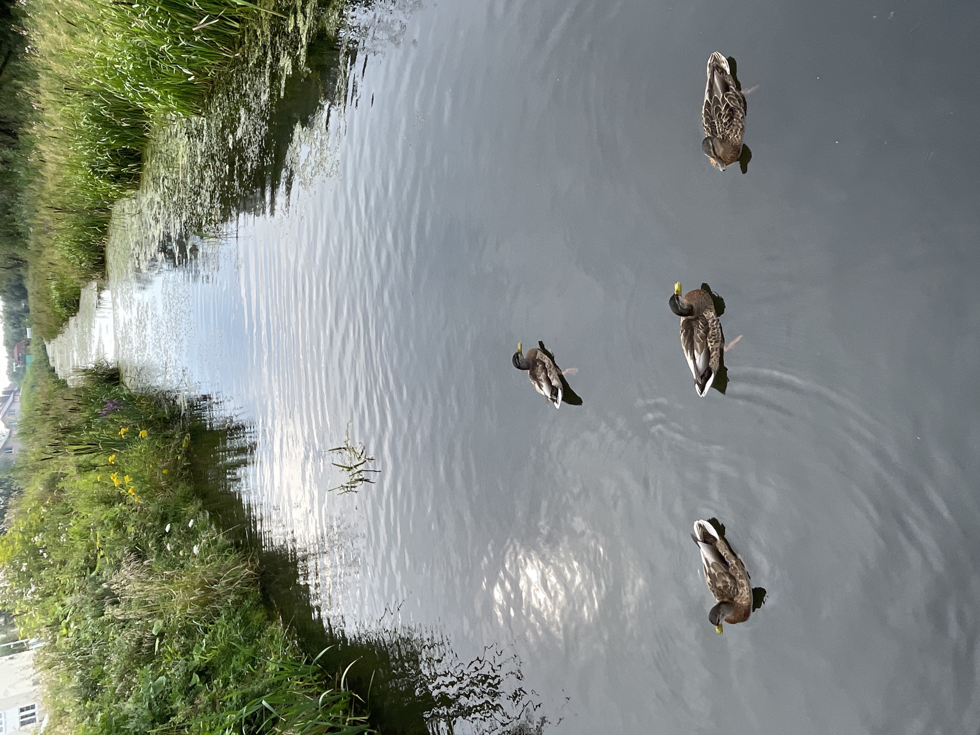 Ducks in a Zelenogradsk canal, plus one unexpected swimmer