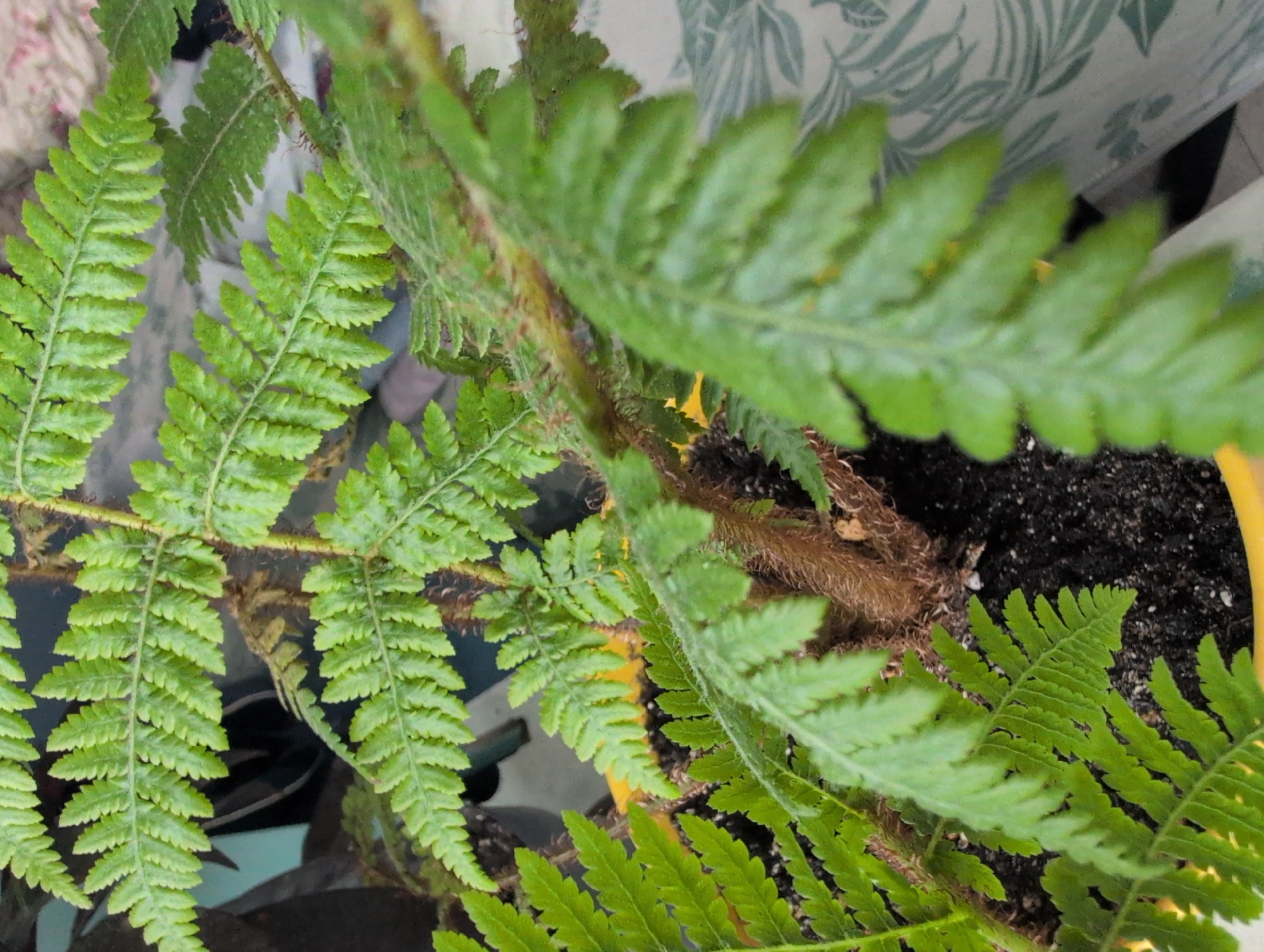 Close-up details of an indoor plant collection in Saint Petersburg