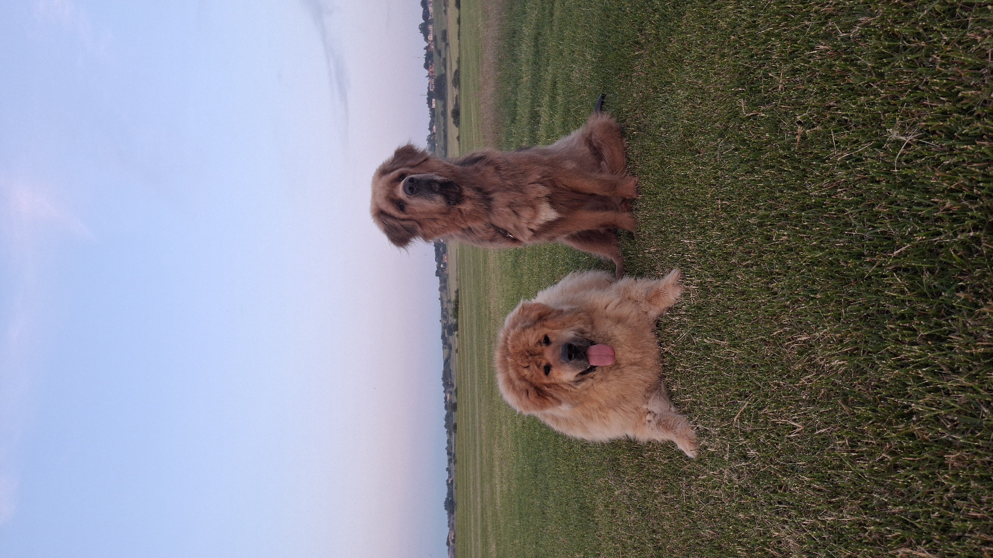 Two Tibetan Mastiffs chilling on a grassy field in Russia