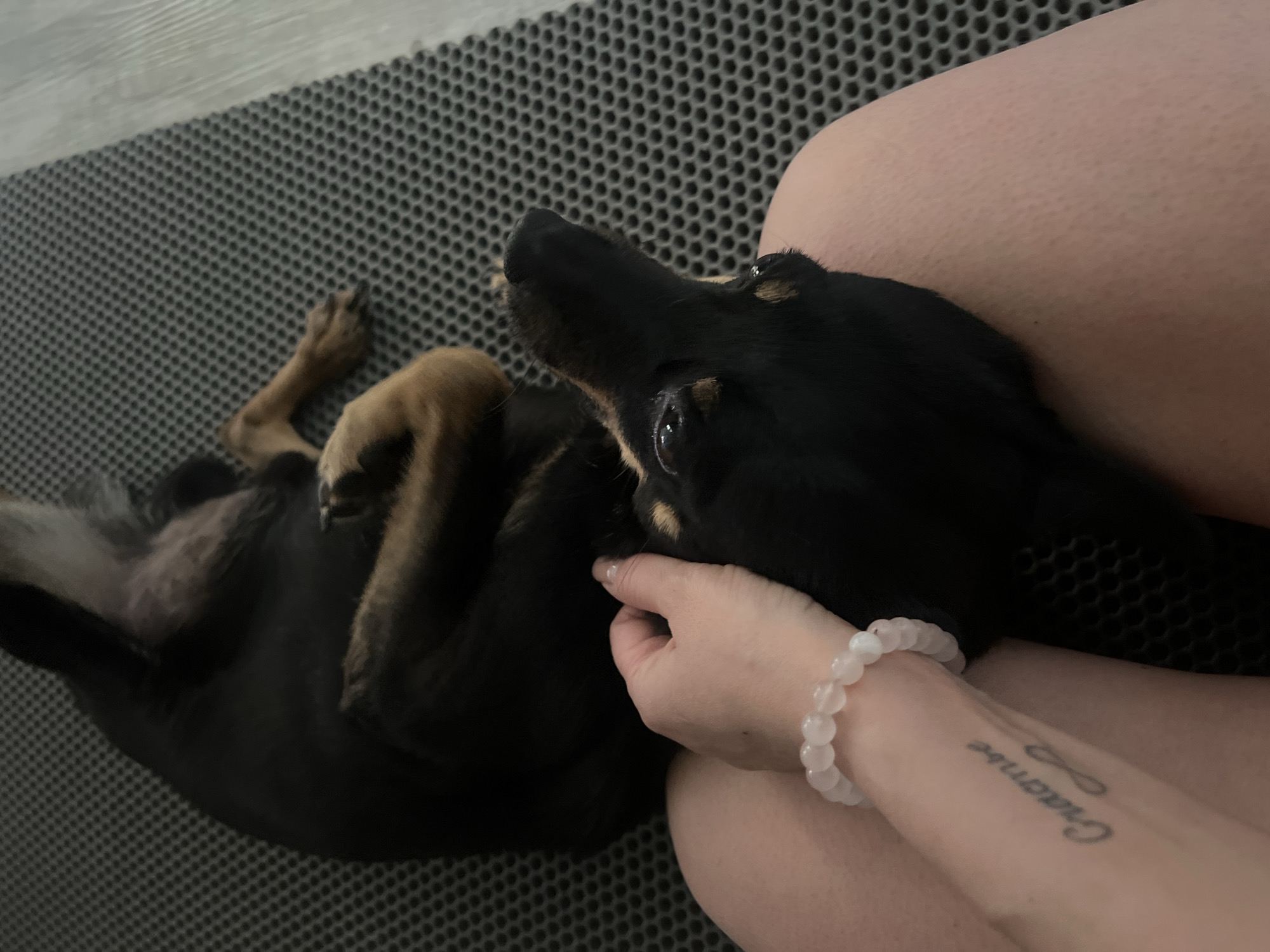 Person pets relaxed black and tan dog outdoors