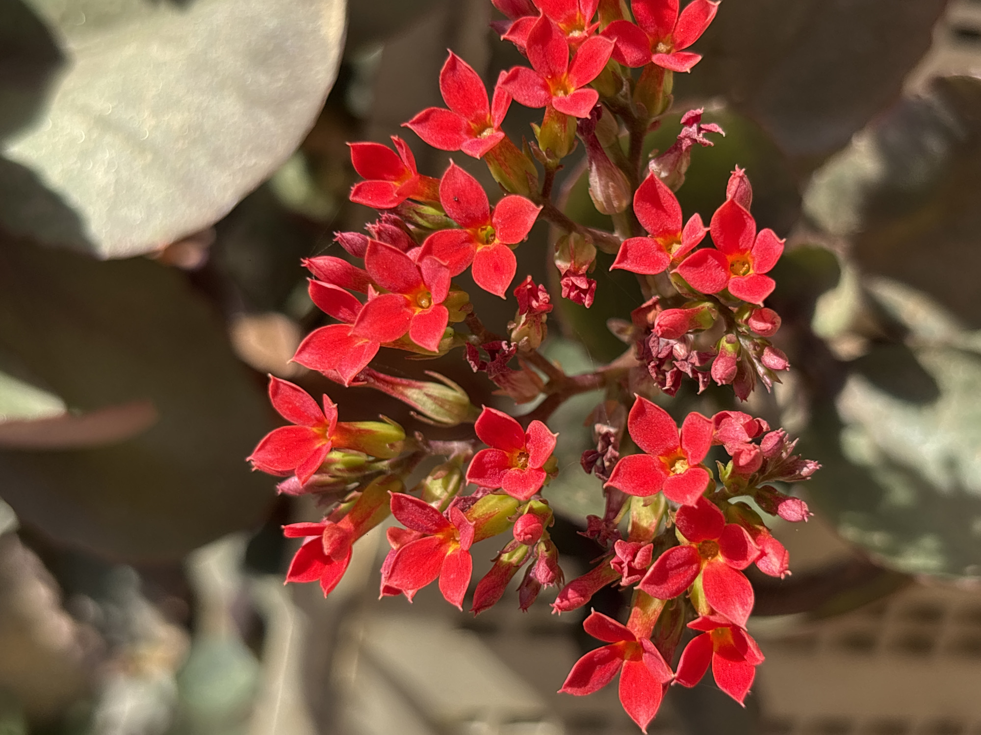Venezuelan resident documents local flowers and streets in evening session