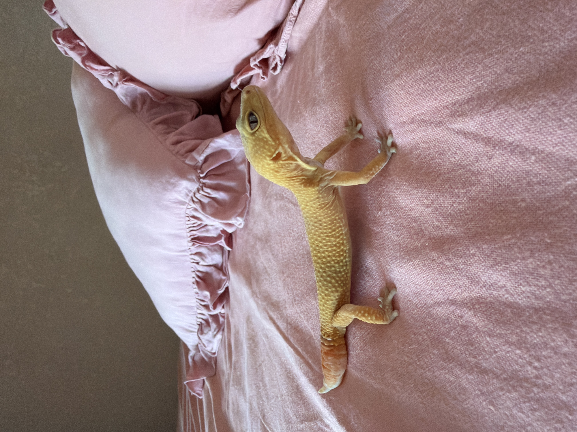 Villa stay in Mengwi: gecko, mirror selfies, festive street