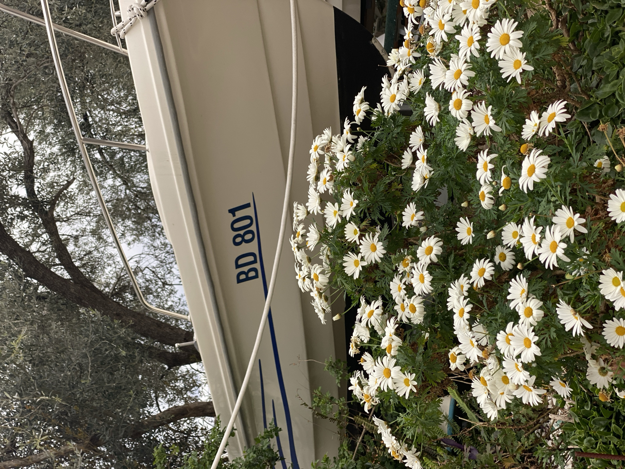 Boat BD 801 spotted among daisies in Sveti Stefan