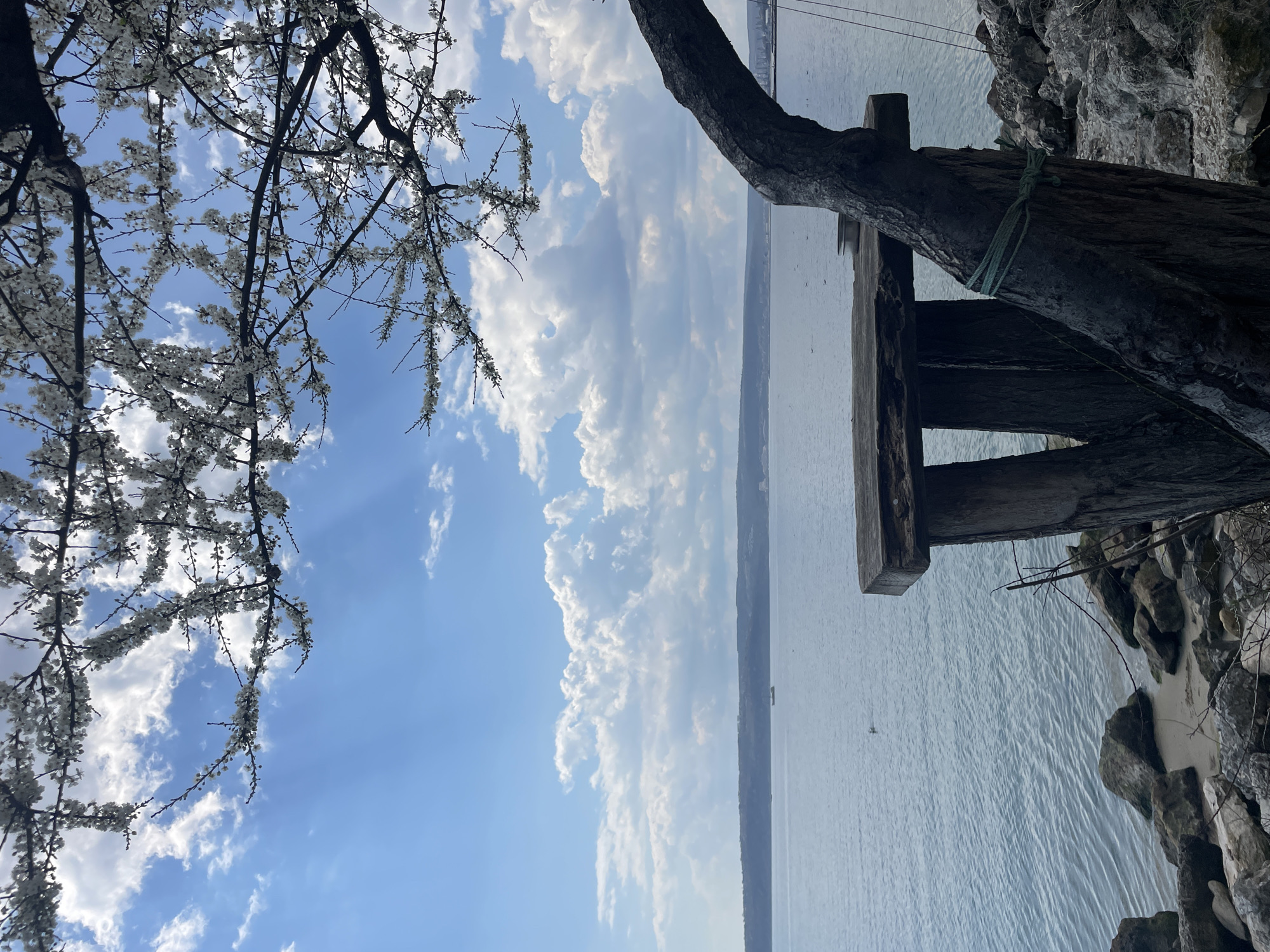 Person enjoys seaside outing with Pomeranian in Varna, Bulgaria