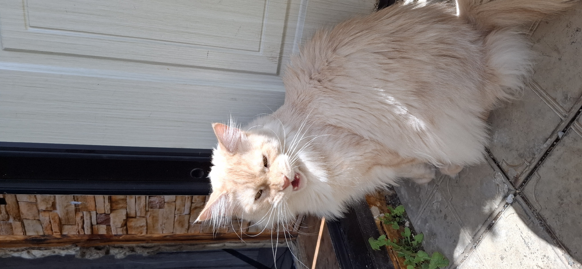 Cat, clouds, and a strawberry plant on a moody morning