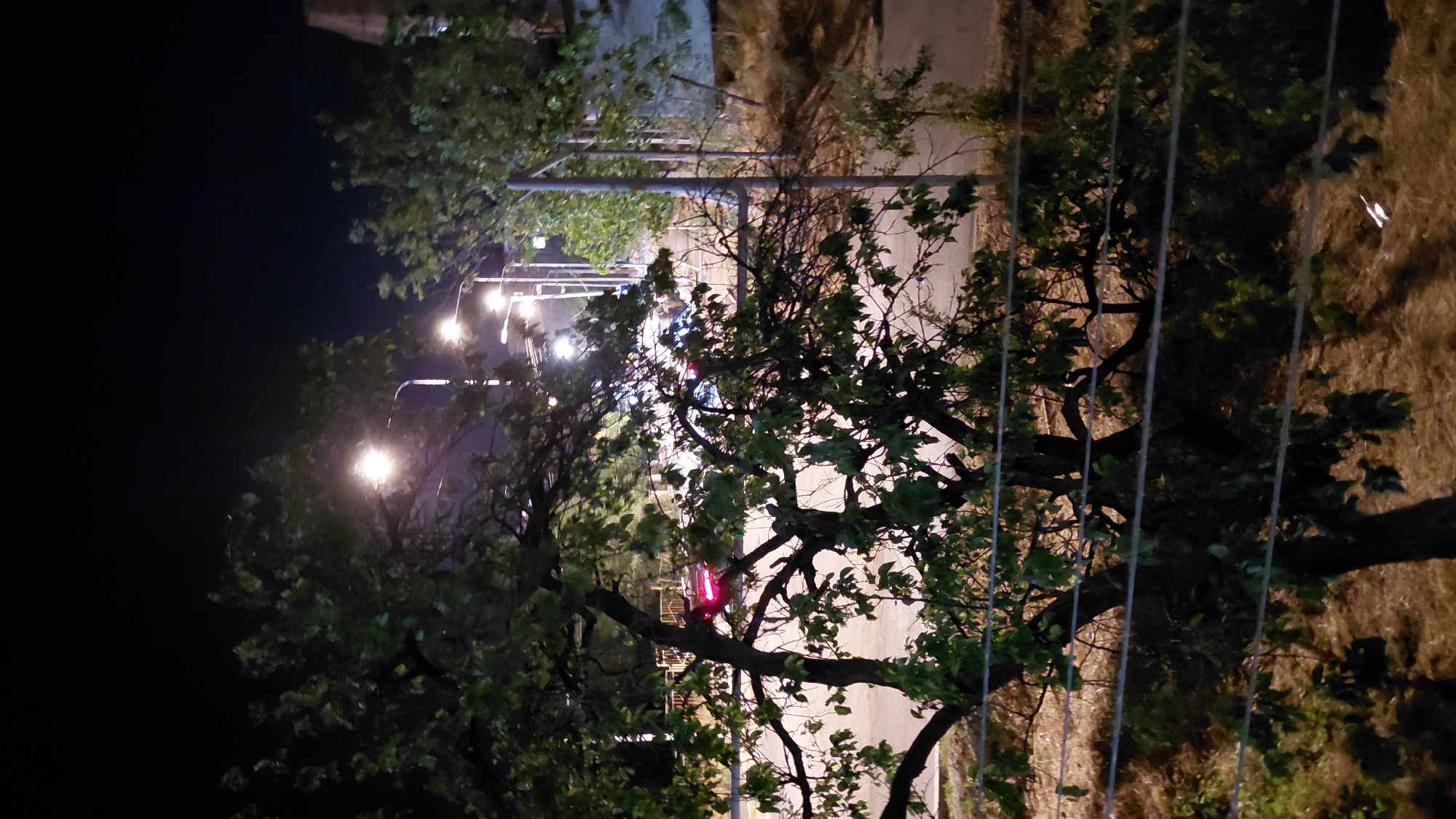 Nighttime street scene framed through trees and streetlights
