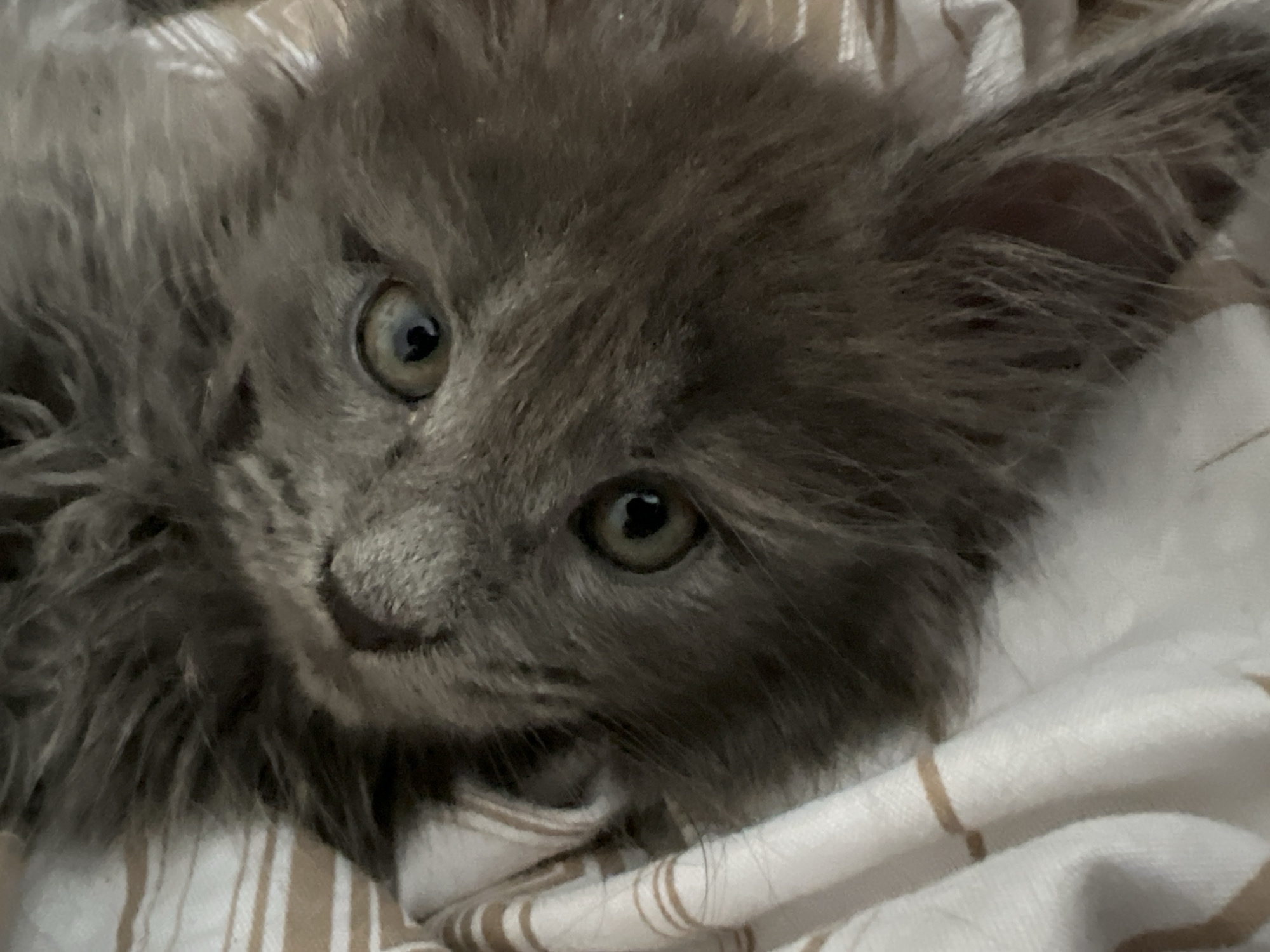 Fluffy Maine Coon kittens chilling on blankets in Markova
