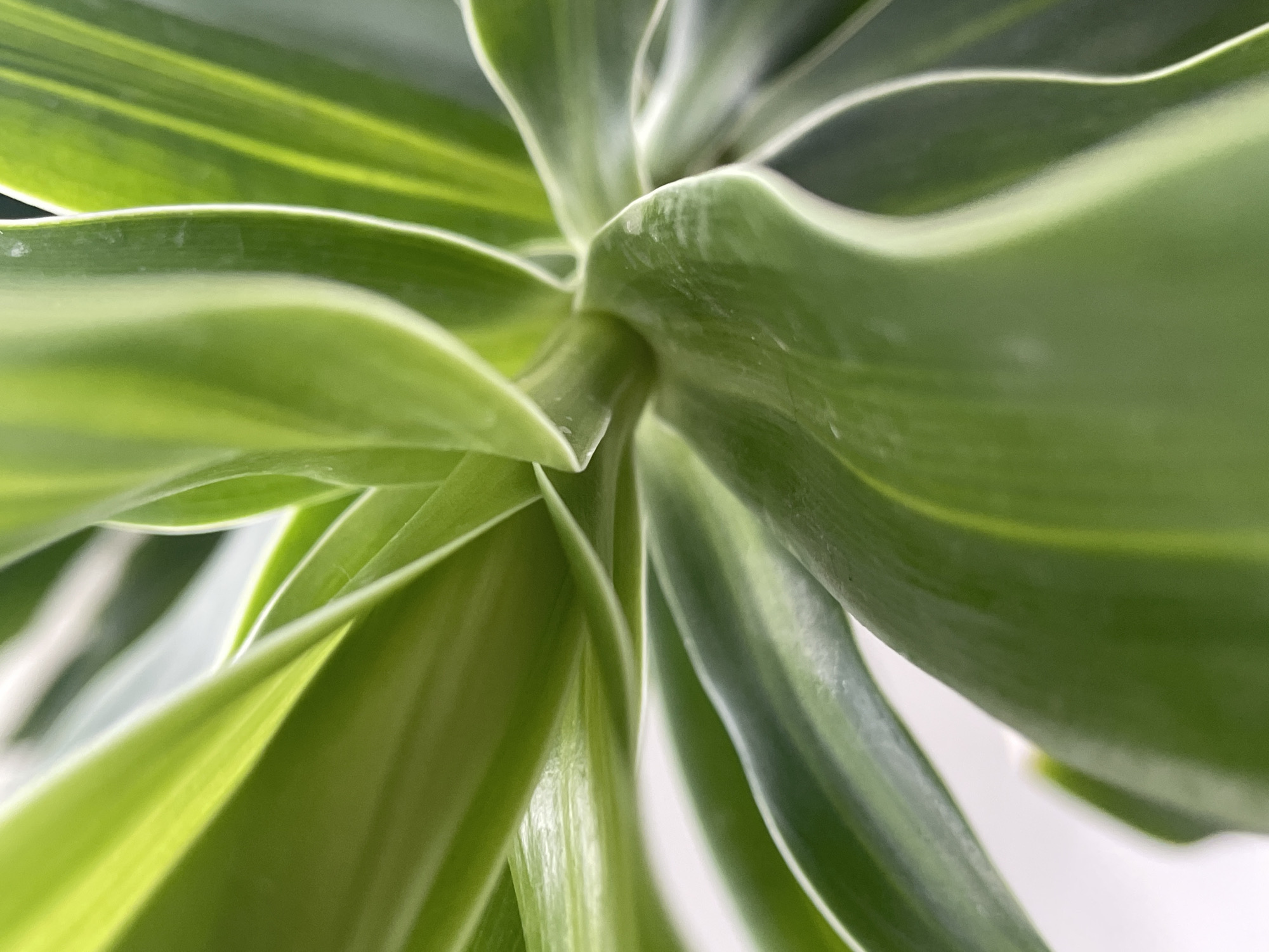 Dog and houseplant, up close in Rostov-on-Don
